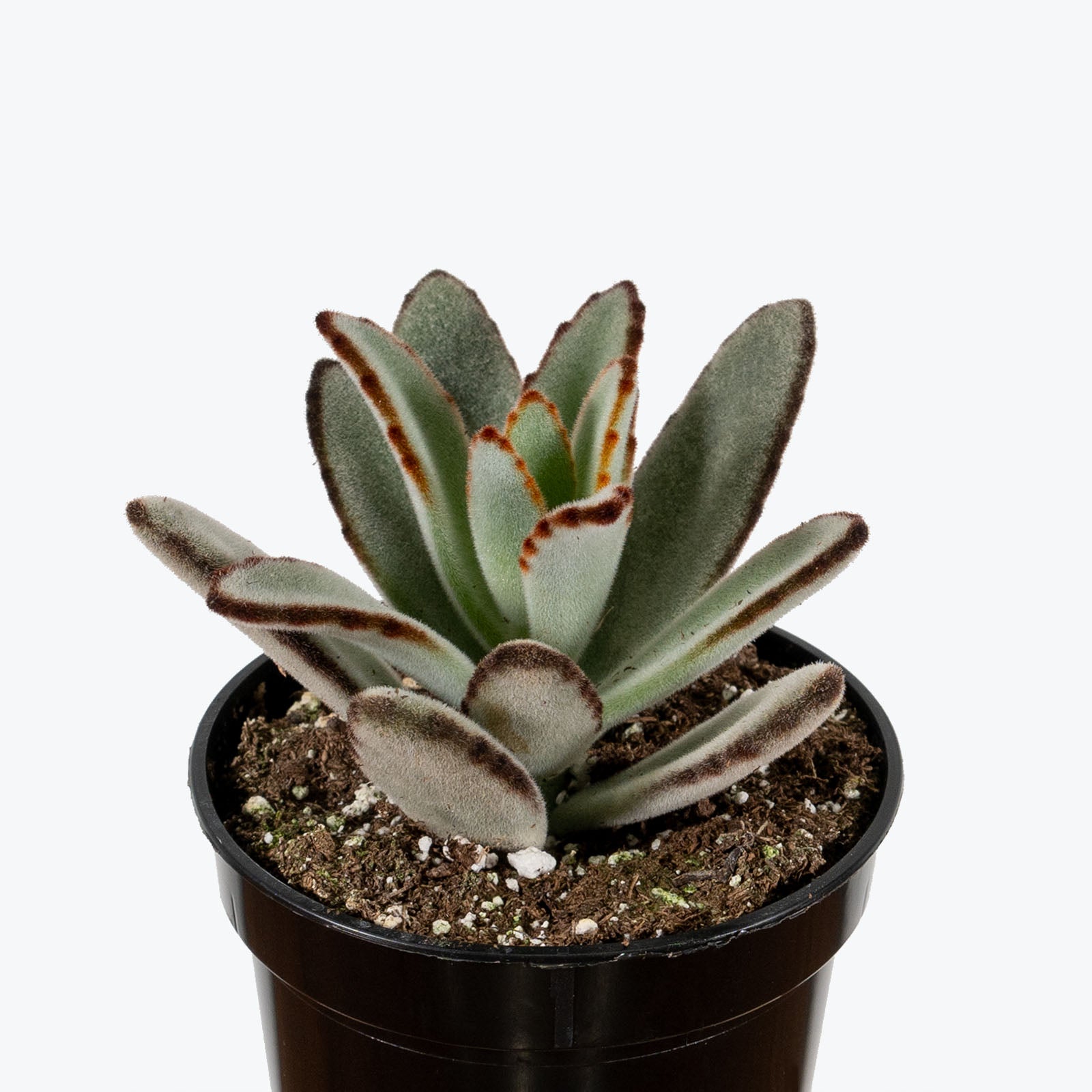 Kalanchoe Chocolate Soldier - House Plants Delivery Toronto - JOMO Studio