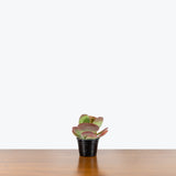 Kalanchoe Luciae Flapjack — 4" Pot