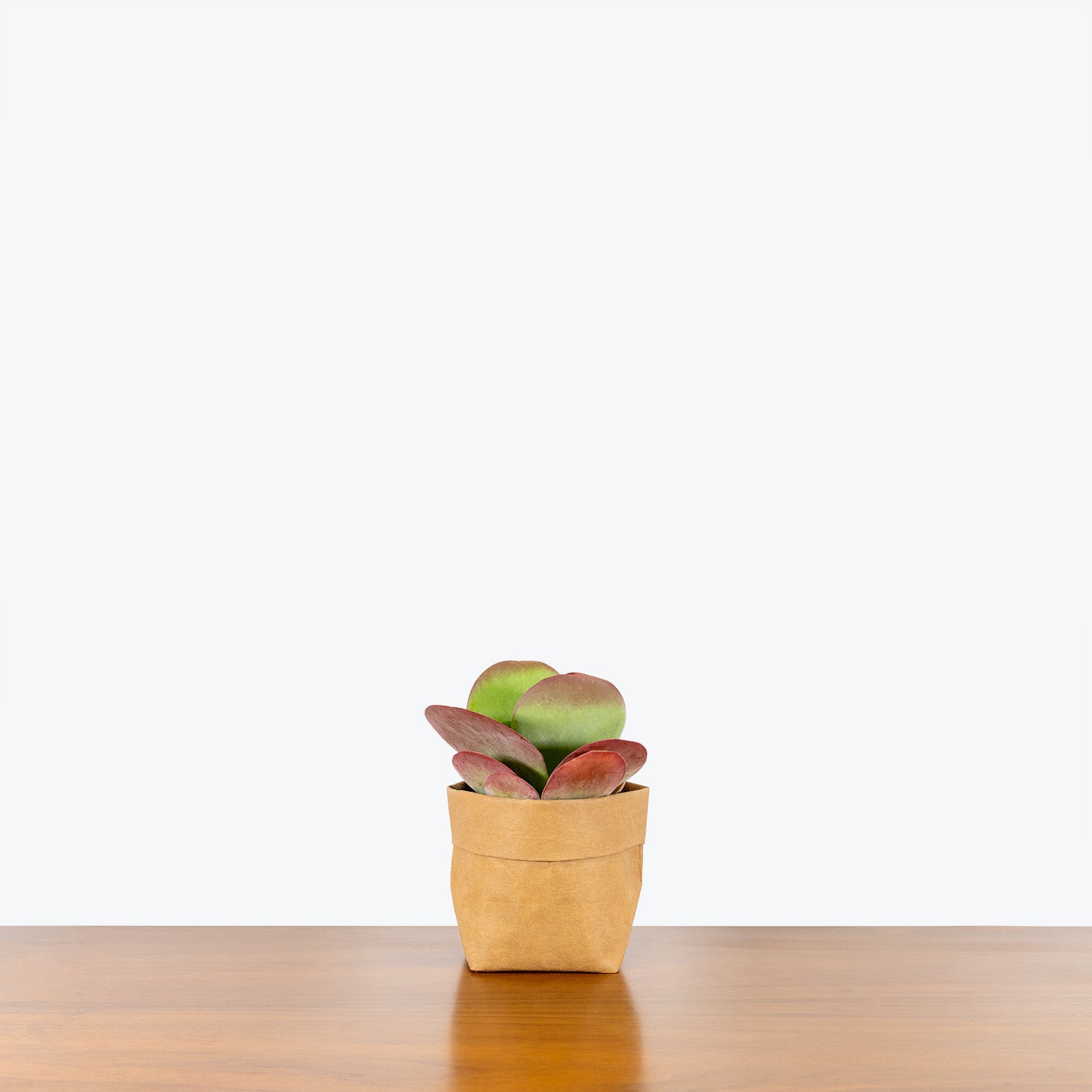 Kalanchoe Luciae Flapjack | Care Guide and Pro Tips - Delivery from Toronto across Canada - JOMO Studio