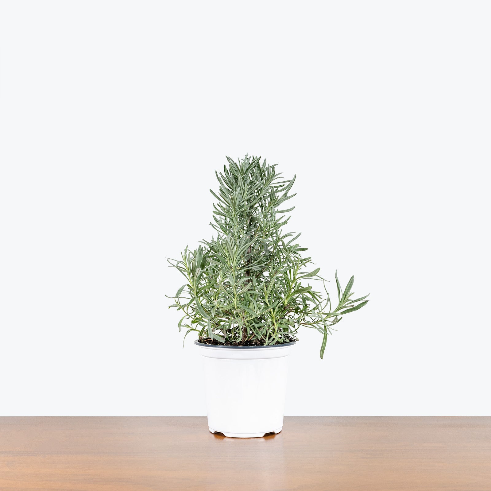 Lavender Plant | Care Guide and Pro Tips - Delivery from Toronto across Canada - JOMO Studio