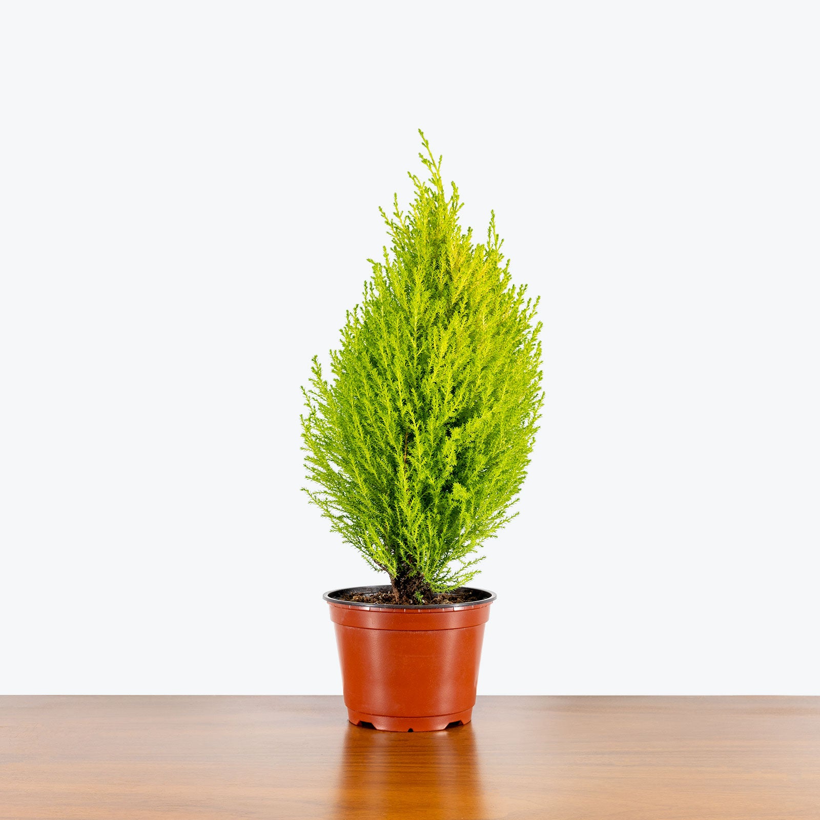 Lemon Cypress - Cupressus Macrocarpa Goldcrest - House Plants Delivery Toronto - JOMO Studio