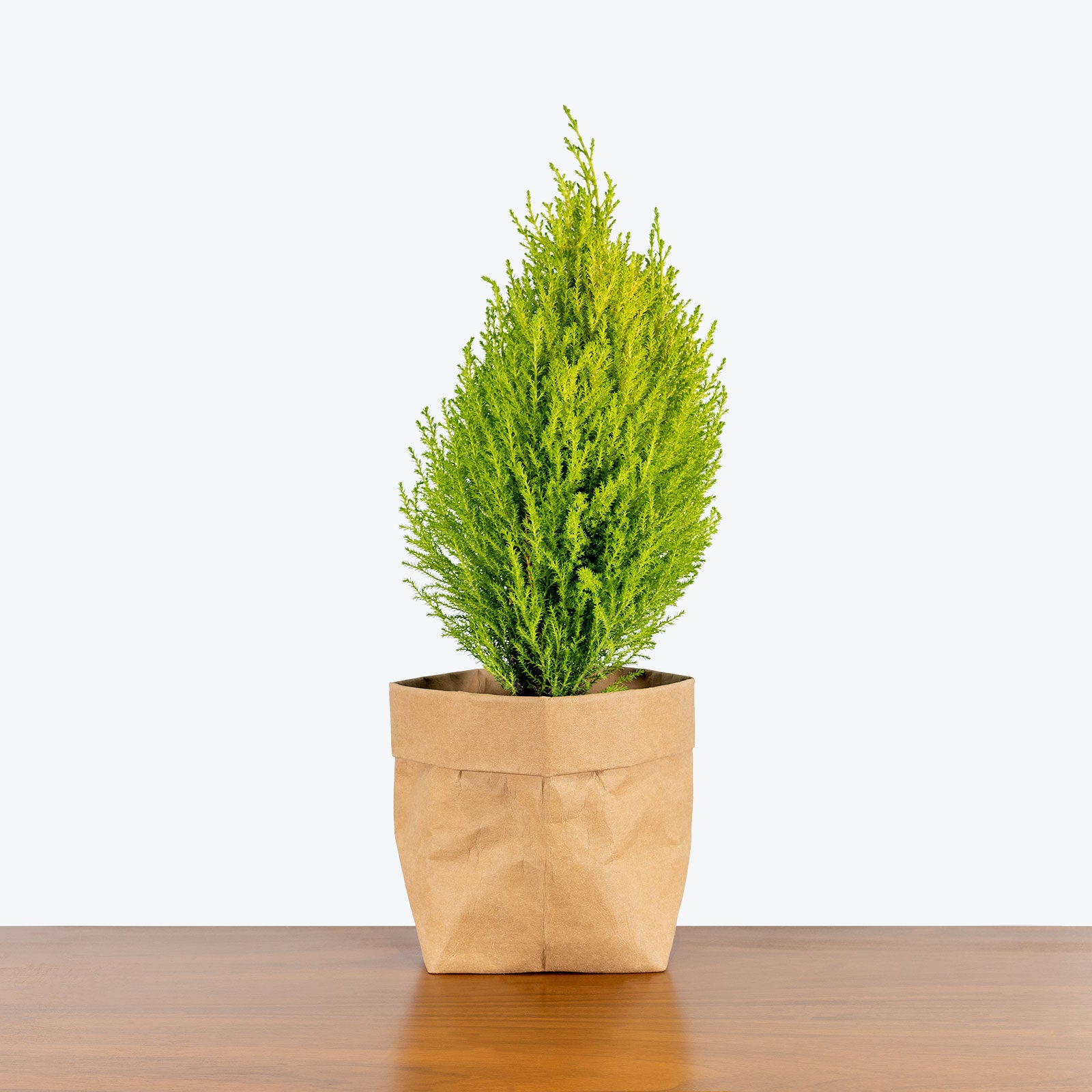 Lemon Cypress - Cupressus Macrocarpa Goldcrest - House Plants Delivery Toronto - JOMO Studio