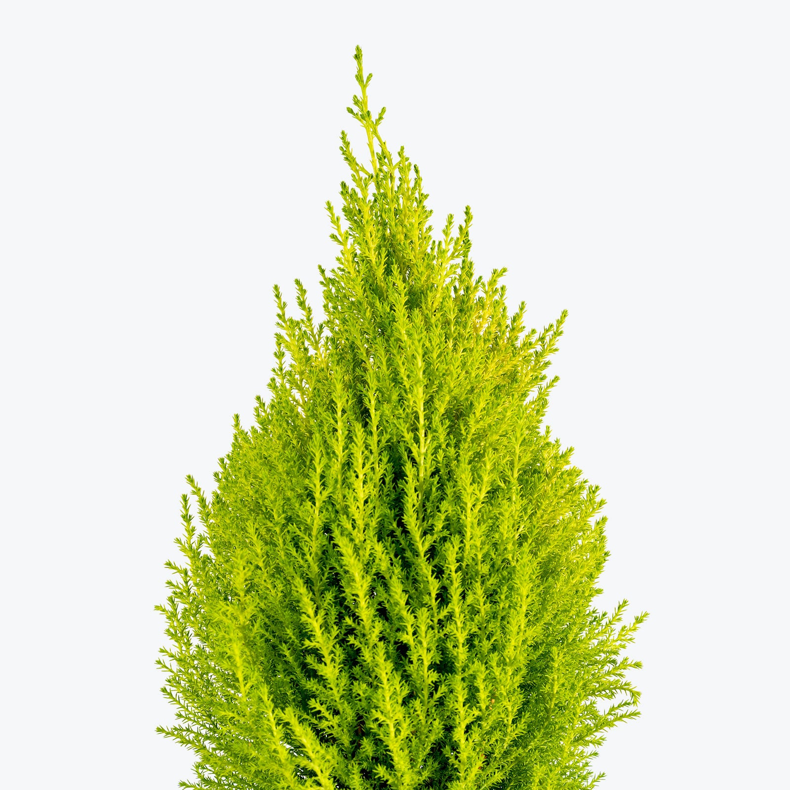 Lemon Cypress - Cupressus Macrocarpa Goldcrest - House Plants Delivery Toronto - JOMO Studio