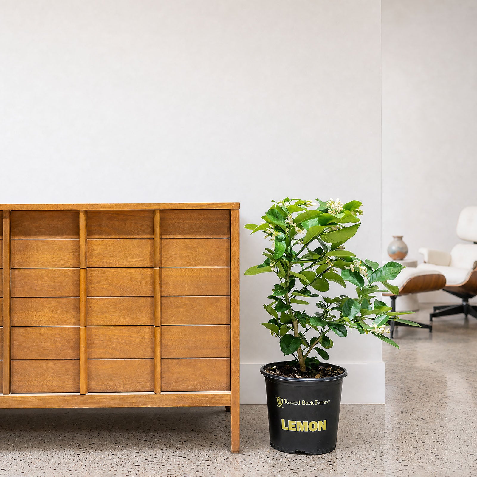 Lemon Tree - House Plants Delivery Toronto - JOMO Studio