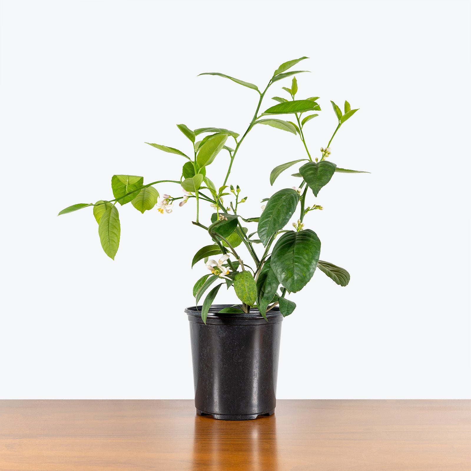 Lemon Tree - House Plants Delivery Toronto - JOMO Studio