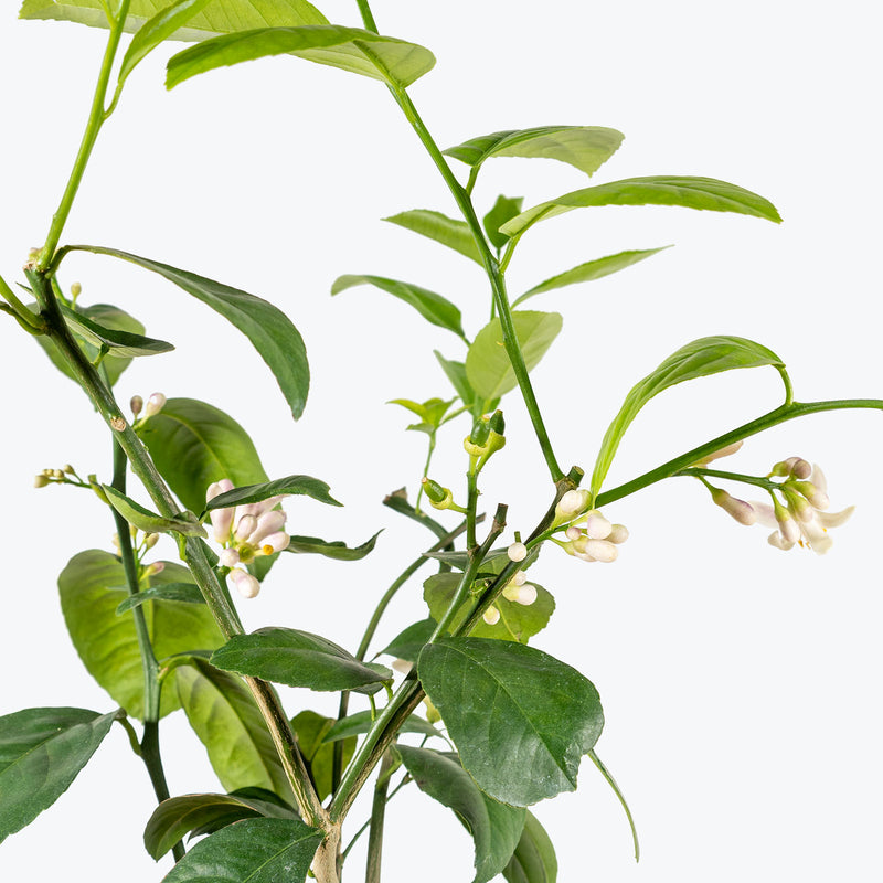 Lemon Tree - House Plants Delivery Toronto - JOMO Studio