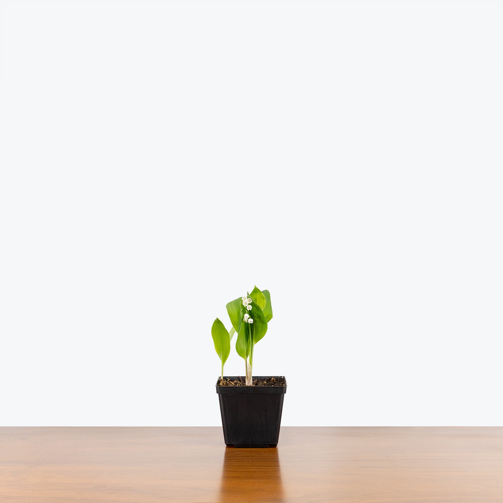 Lily of the Valley - Convallaria majalis - House Plants Delivery Toronto - JOMO Studio
