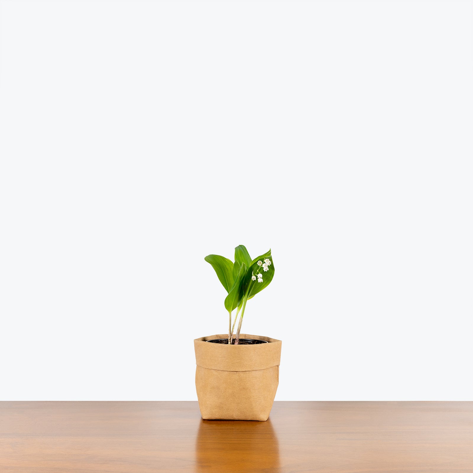 Lily of the Valley - Convallaria majalis  - House Plants Delivery Toronto - JOMO Studio