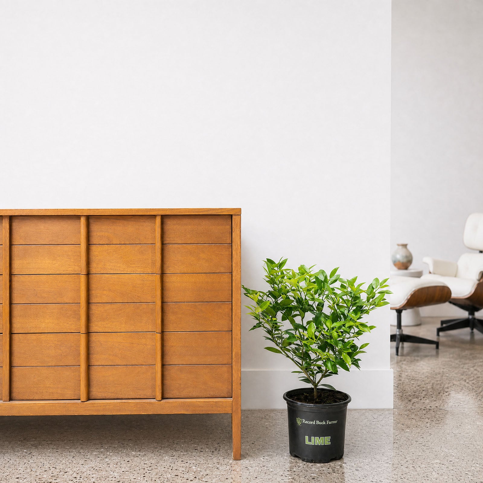 Lime Tree - House Plants Delivery Toronto - JOMO Studio