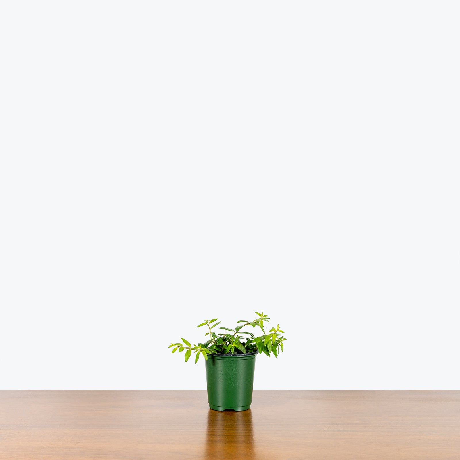 Lipstick Plant Japhrolepis - Aeschynanthus Japhrolepis - House Plants Delivery Toronto - JOMO Studio