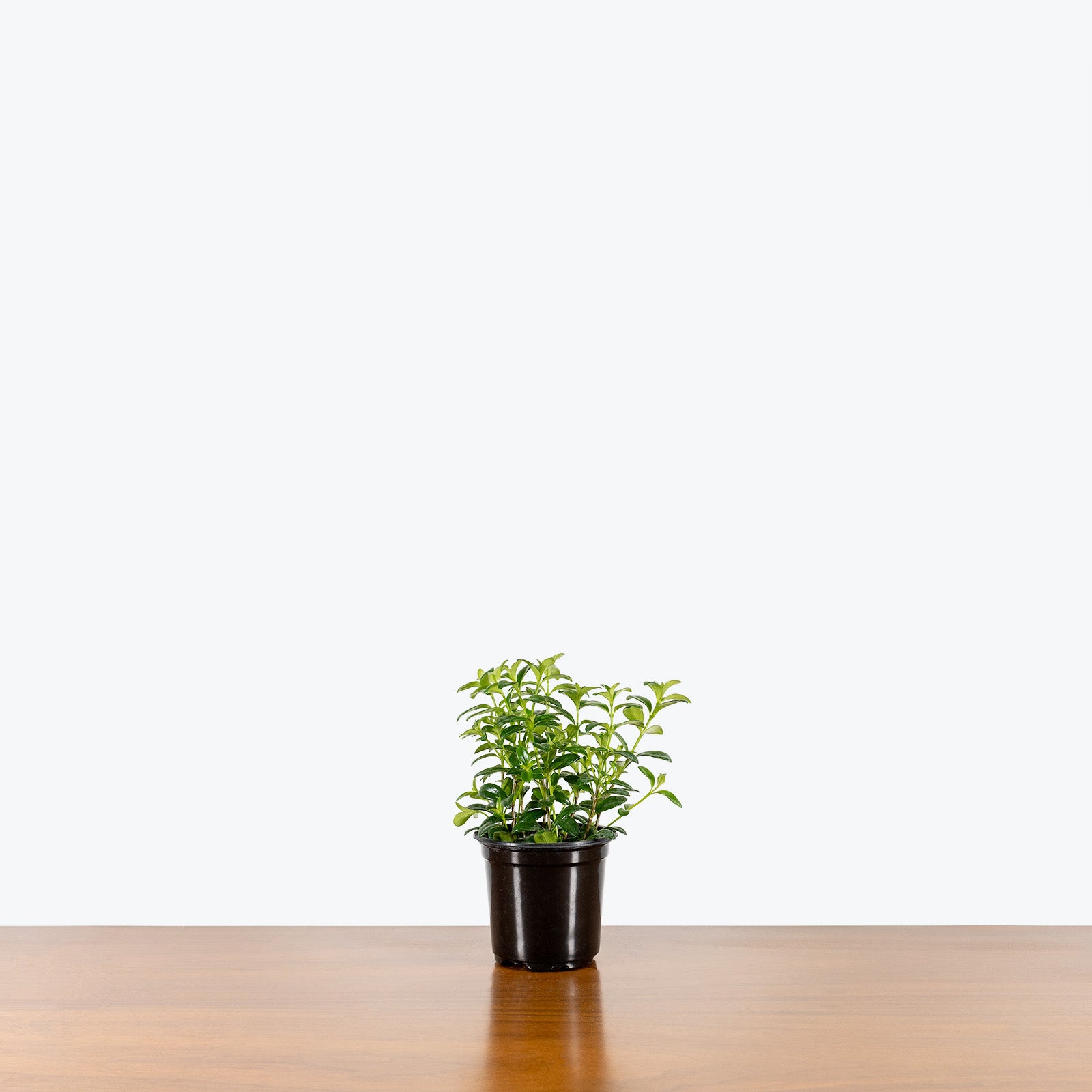 Lipstick Plant Tangerine - Aeschynanthus radicans 'Tangerine' - House Plants Delivery Toronto - JOMO Studio