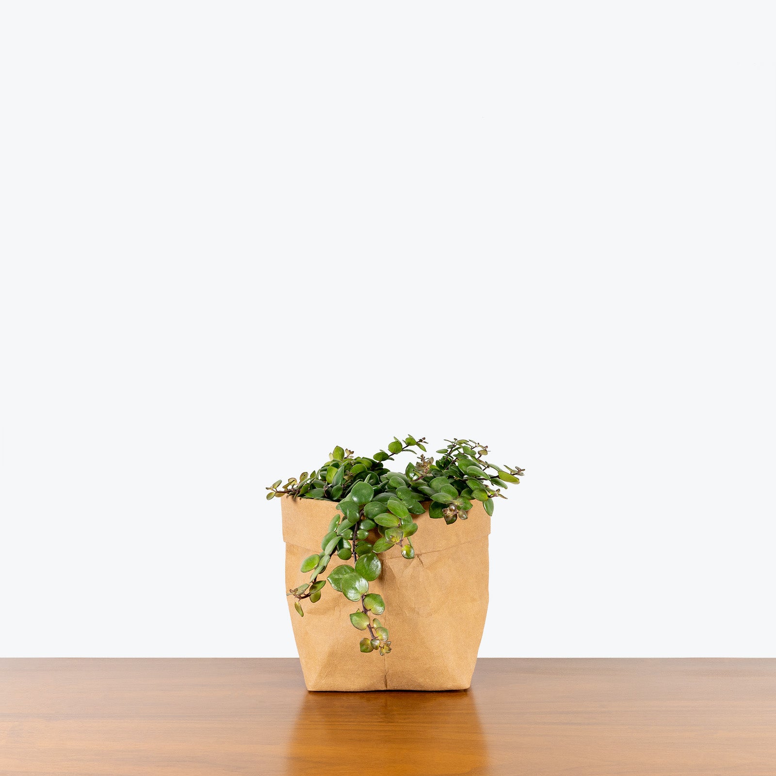 Lipstick Plant Thai Pink - Radicans ’Thai Pink’ - House Plants Delivery Toronto - JOMO Studio