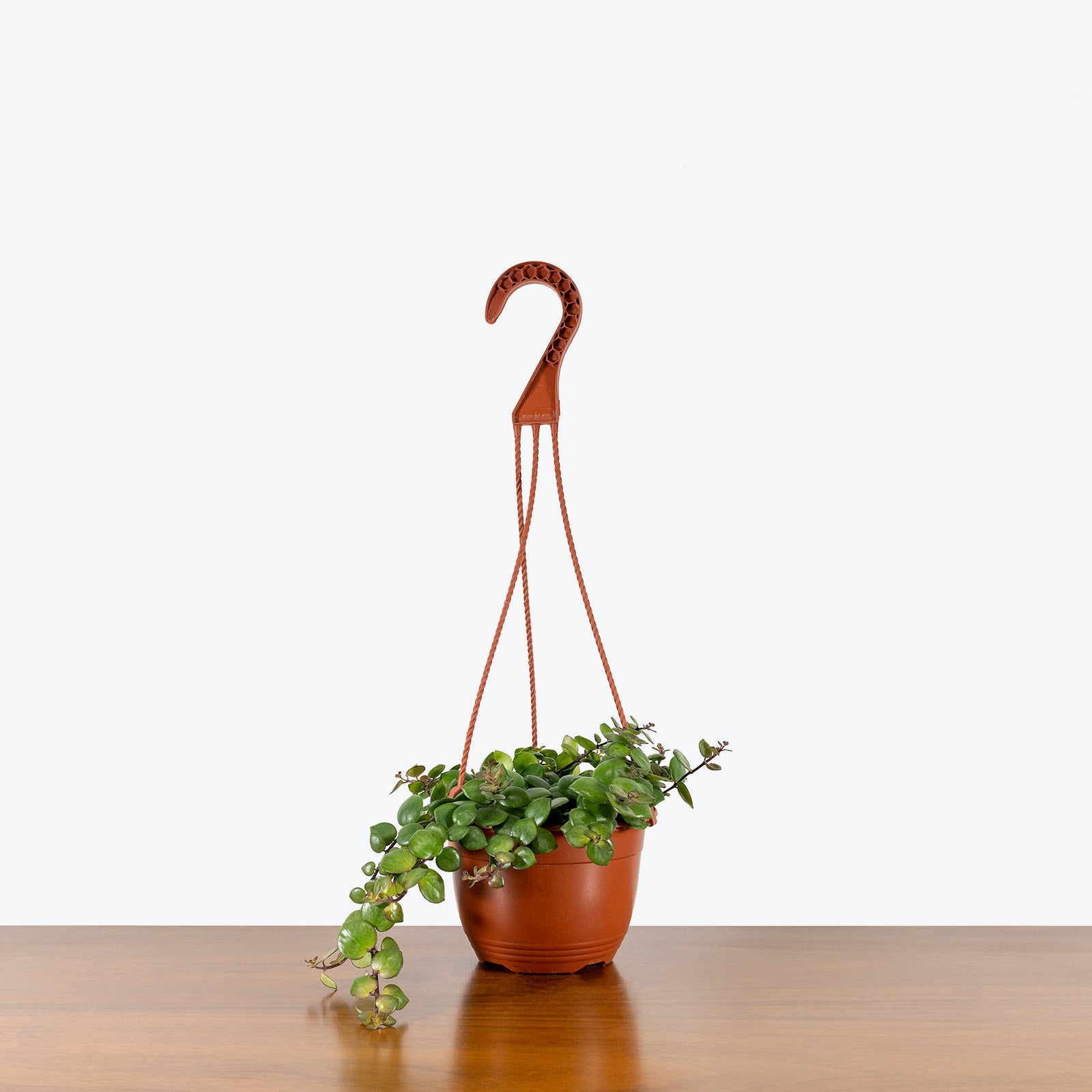 Lipstick Plant Thai Pink - Radicans ’Thai Pink’ - House Plants Delivery Toronto - JOMO Studio
