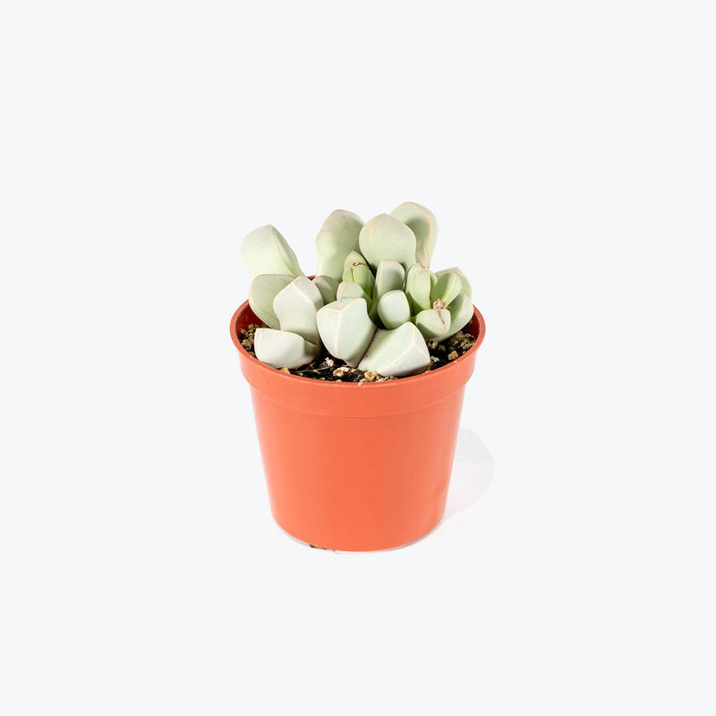 Living Stone Lapidaria Margaretae - House Plants Delivery Toronto - JOMO Studio