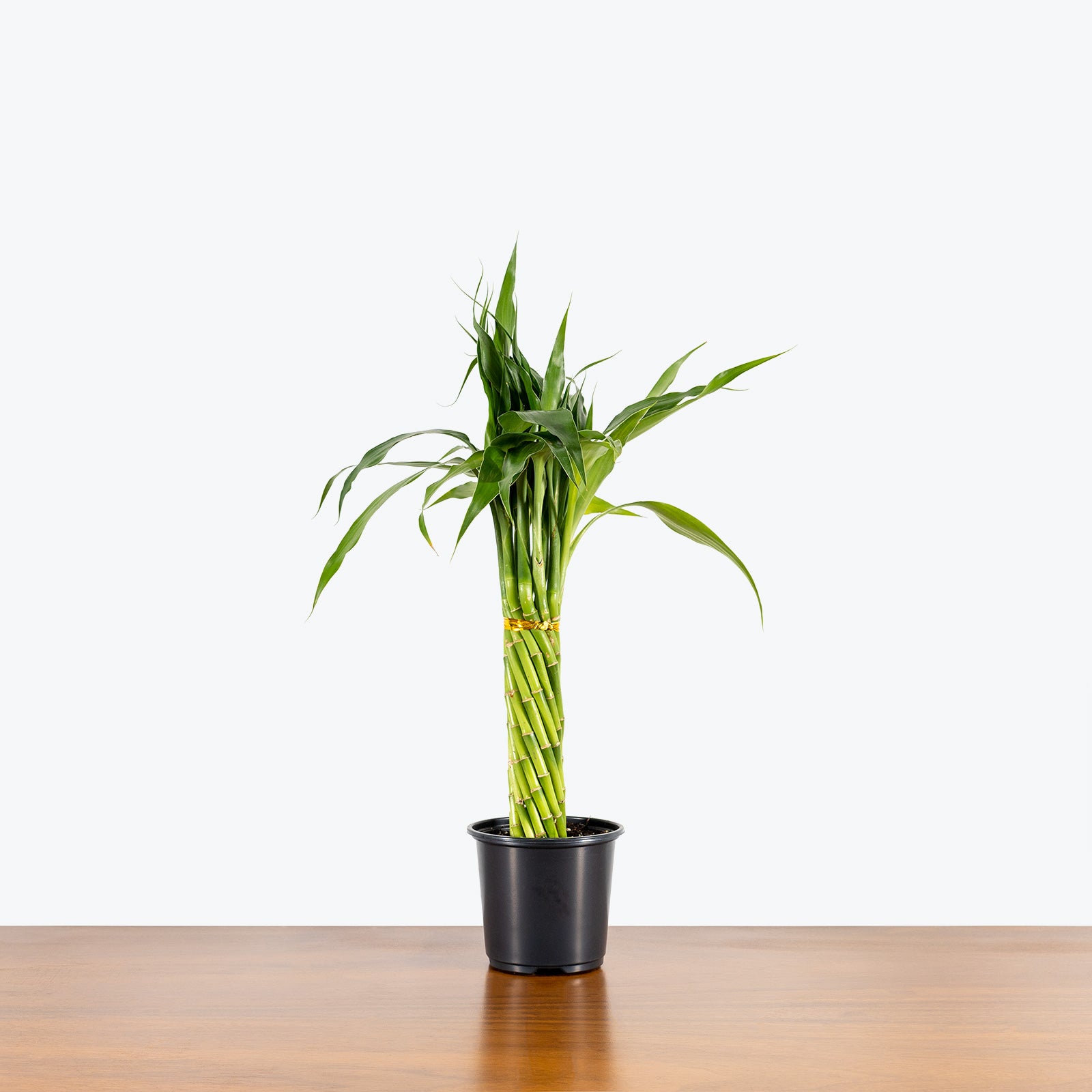Lucky Bamboo - Dracaena Sanderiana - House Plants Delivery Toronto - JOMO Studio