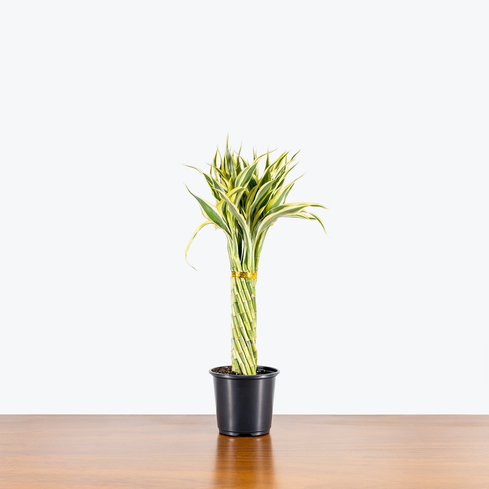 Lucky Bamboo - Dracaena Sanderiana - House Plants Delivery Toronto - JOMO Studio