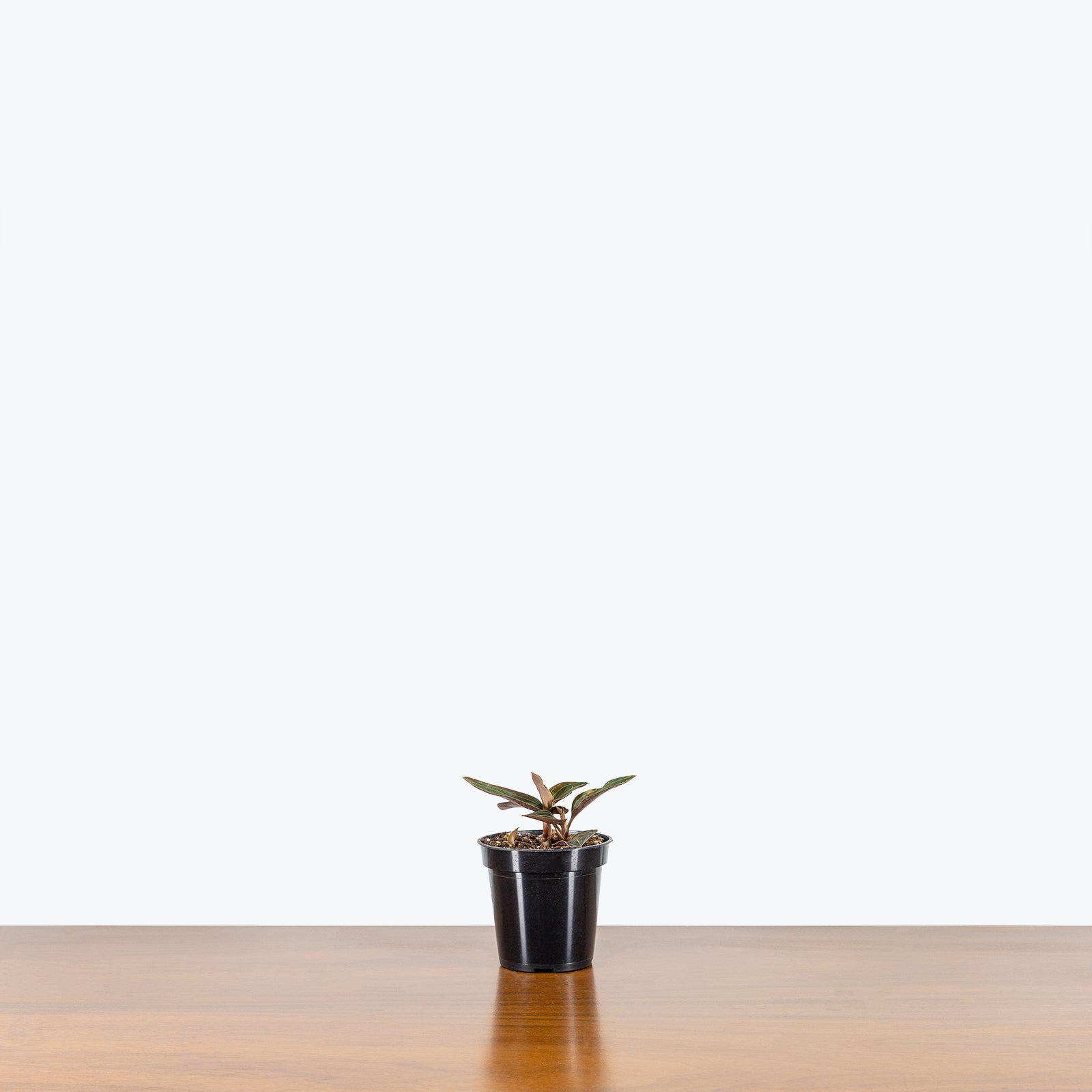 Jewel Orchid - Ludisia Discolor - House Plants Delivery Toronto - JOMO Studio
