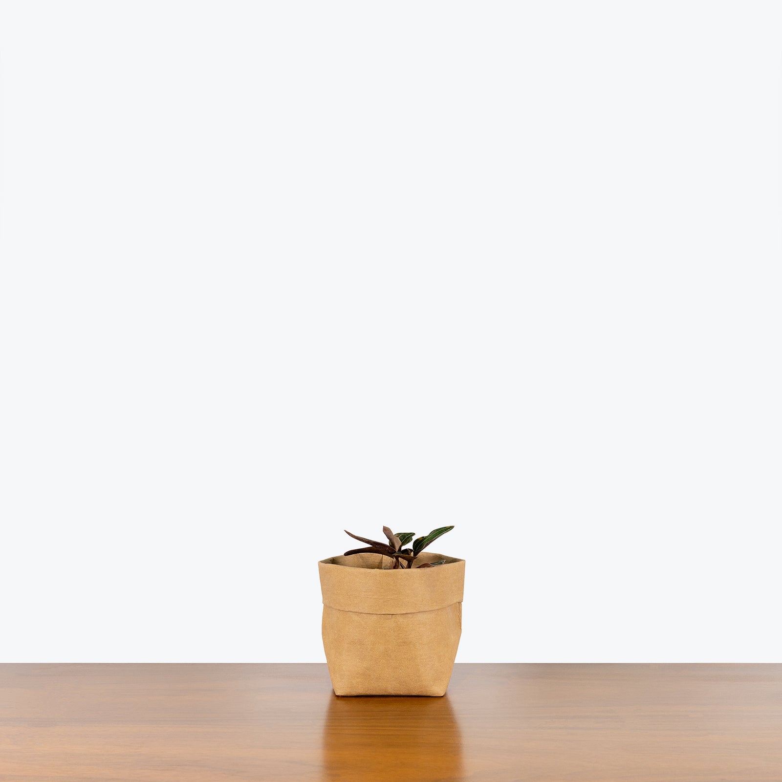 Jewel Orchid - Ludisia Discolor - House Plants Delivery Toronto - JOMO Studio