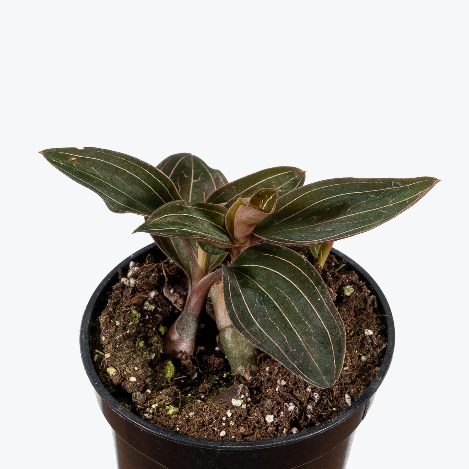 Jewel Orchid - Ludisia Discolor - House Plants Delivery Toronto - JOMO Studio