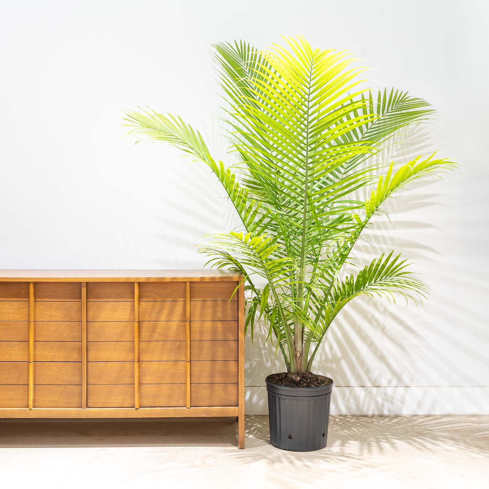 Majesty Palm - House Plants Delivery Toronto - JOMO Studio