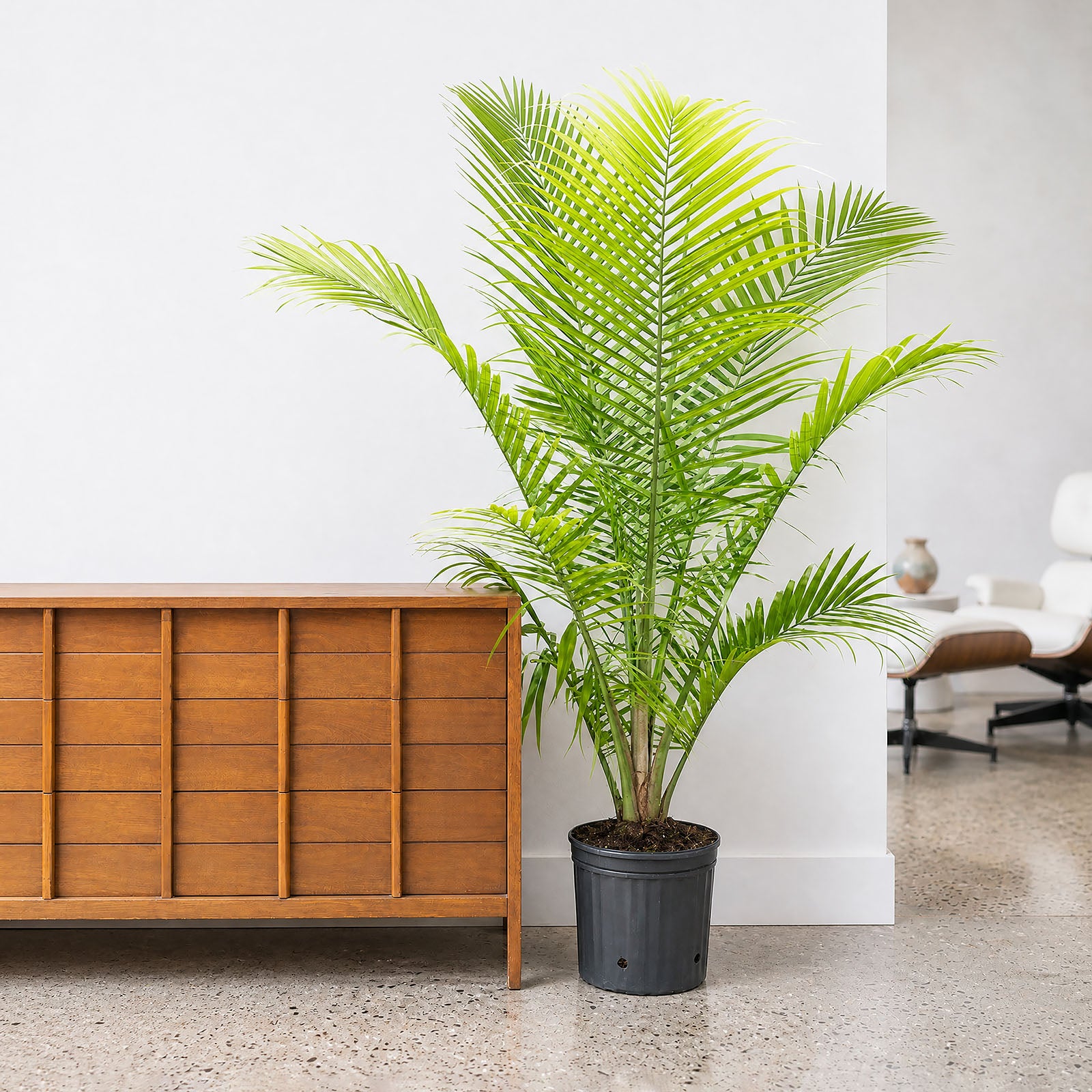 Majesty Palm - House Plants Delivery Toronto - JOMO Studio