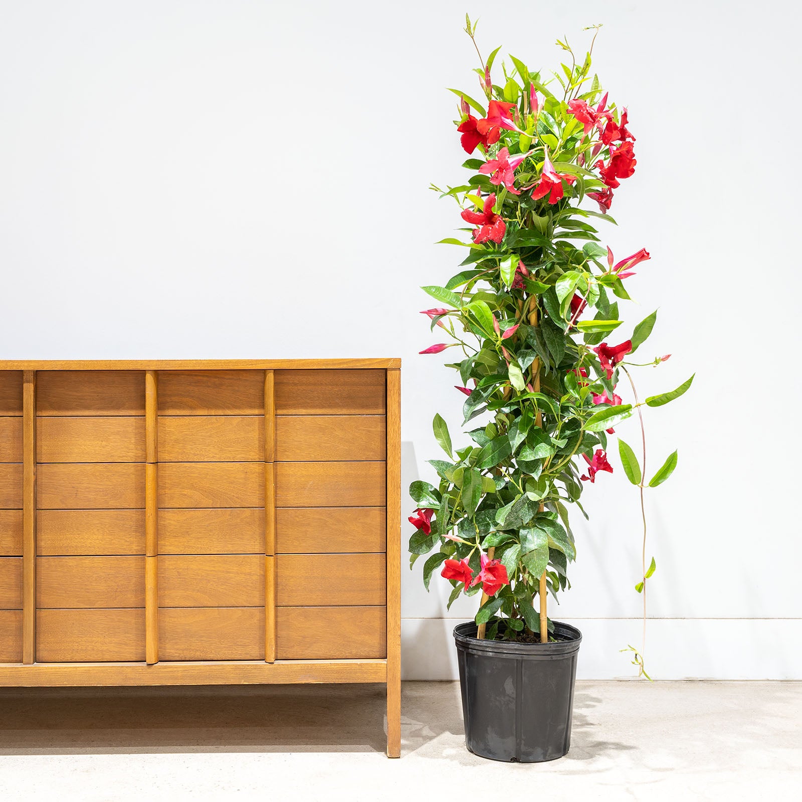 Mandevilla - Rocktrumpet - House Plants Delivery Toronto - JOMO Studio