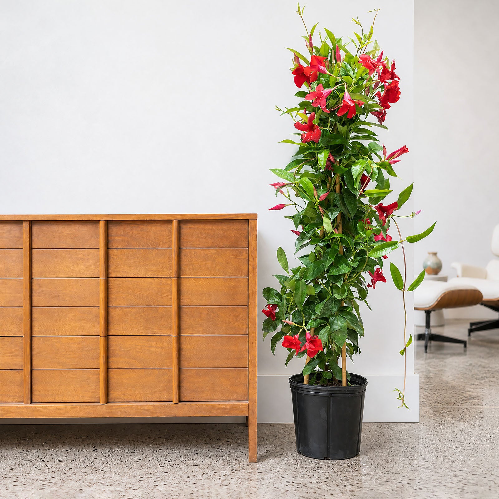 Mandevilla - Rocktrumpet - House Plants Delivery Toronto - JOMO Studio