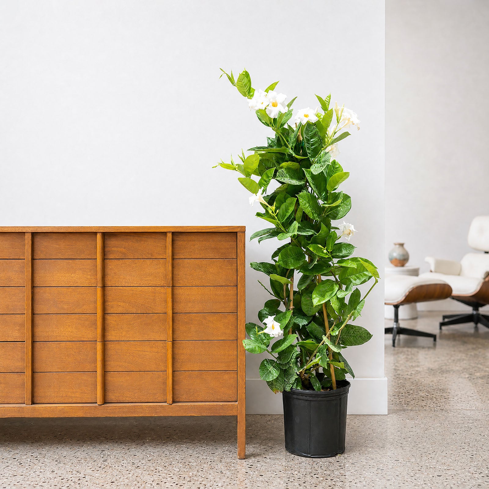 Mandevilla - Rocktrumpet - House Plants Delivery Toronto - JOMO Studio