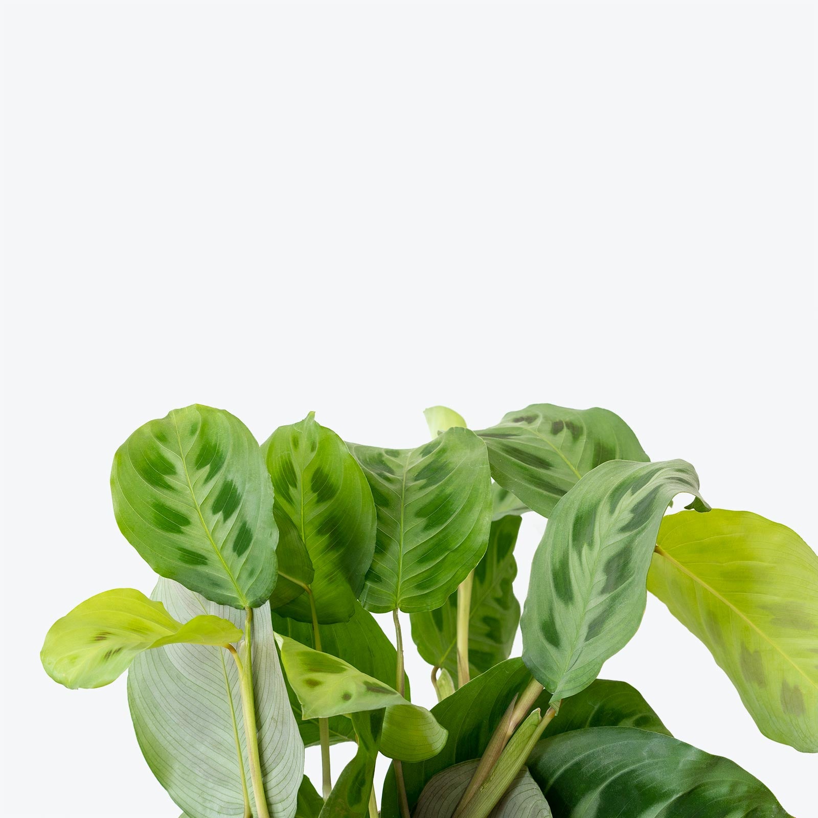 Maranta Green Prayer Plant - Maranta leuconeura ‘Kerchoveana’ - Toronto House Plant Delivery - JOMO Studio