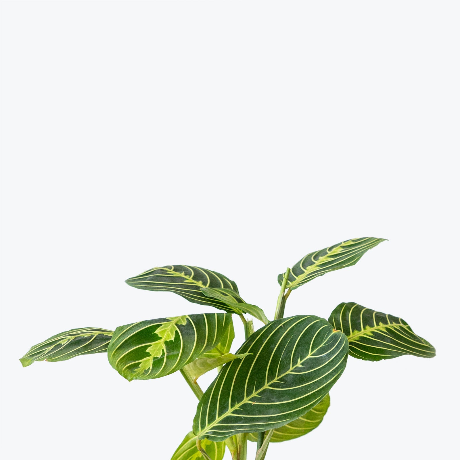 Maranta Neon Prayer Plant - Toronto House Plant Delivery - JOMO Studio