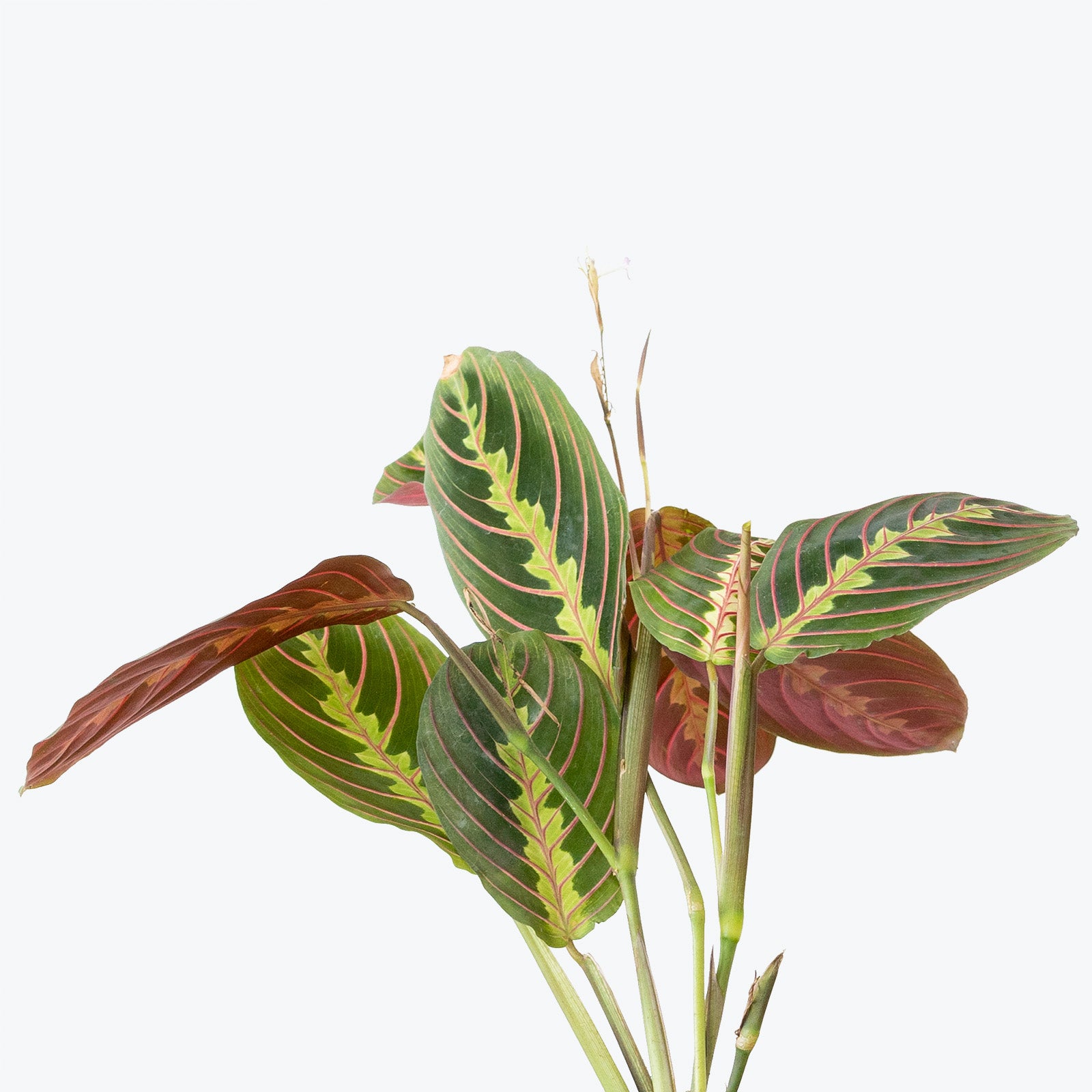 Maranta Red Prayer Plant - Toronto House Plant Delivery - JOMO Studio