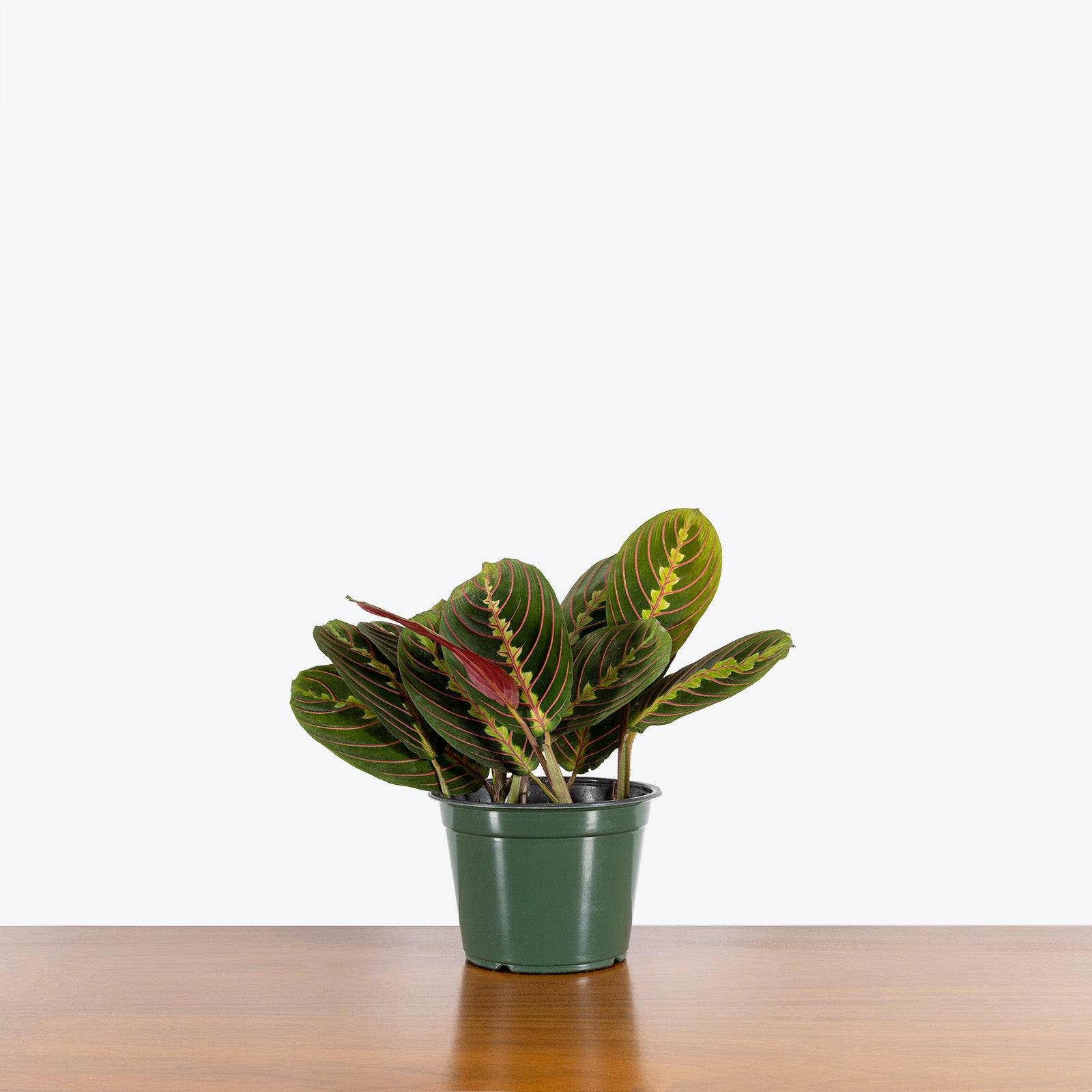 Maranta Red Prayer Plant - Toronto House Plant Delivery - JOMO Studio