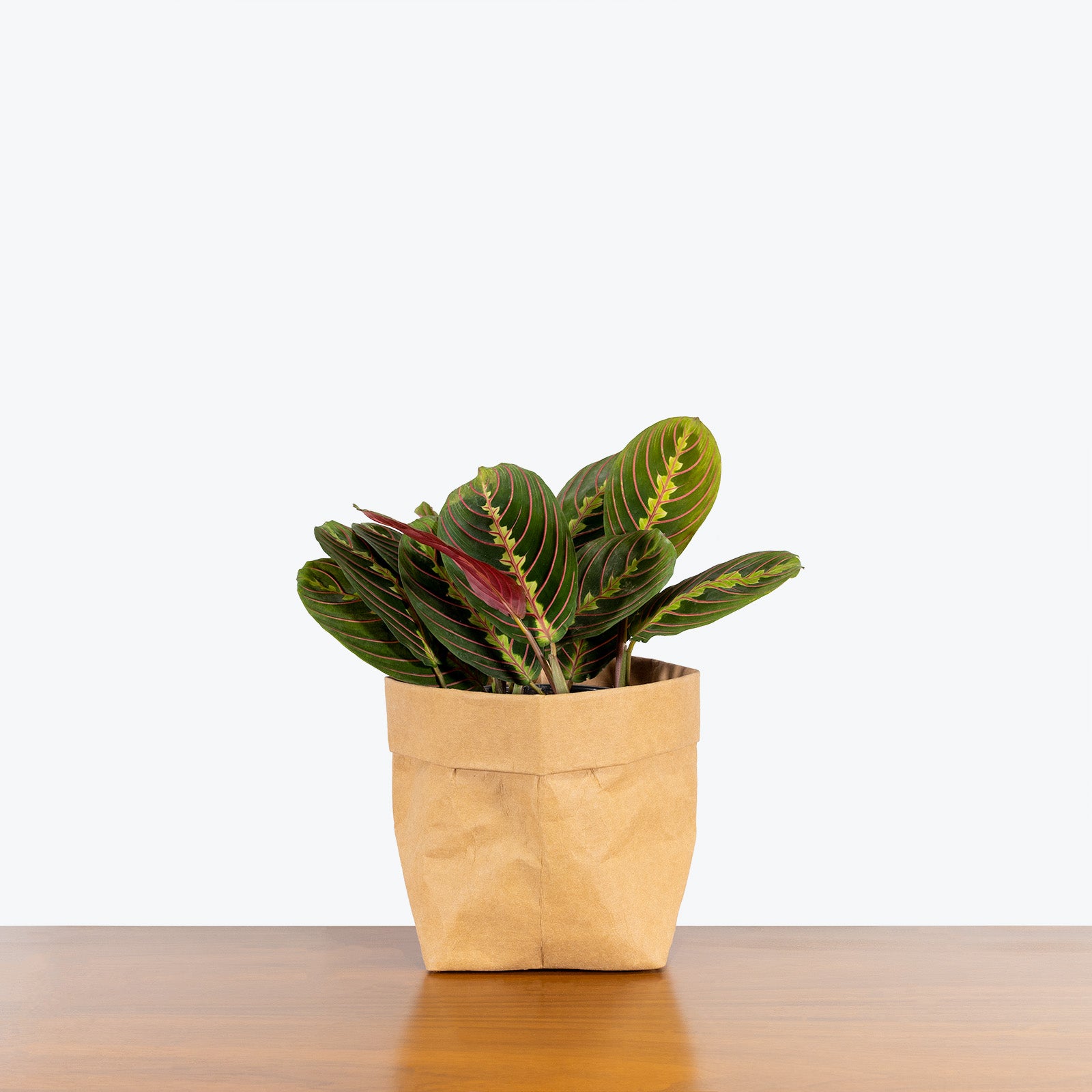 Maranta Red Prayer Plant - Toronto House Plant Delivery - JOMO Studio