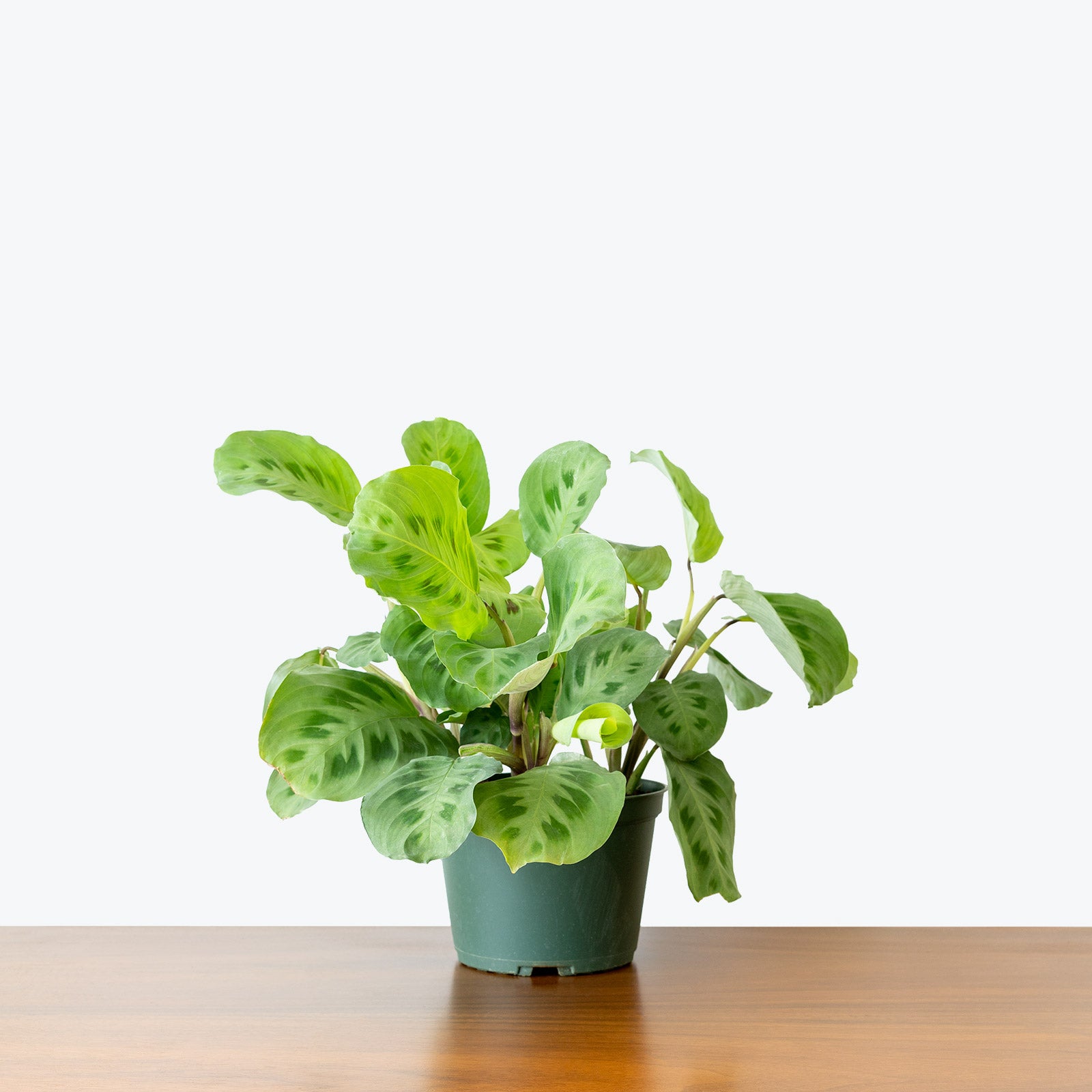 Maranta Green Prayer Plant