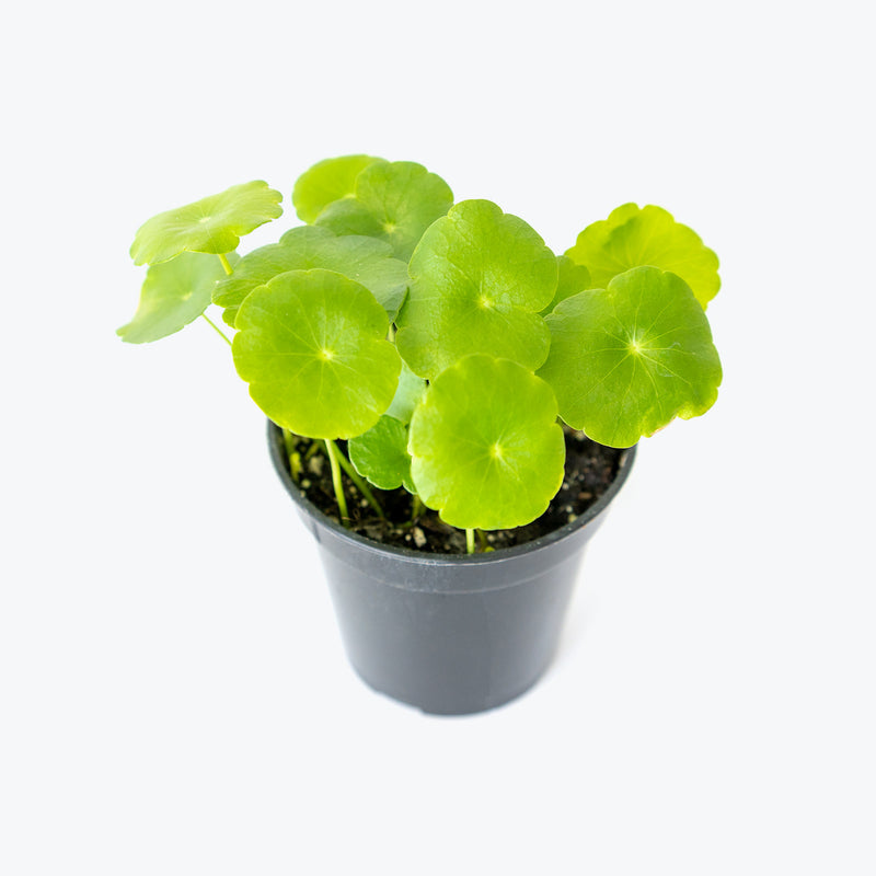 Marsh Pennywort -  House Plants Delivery Toronto - JOMO Studio