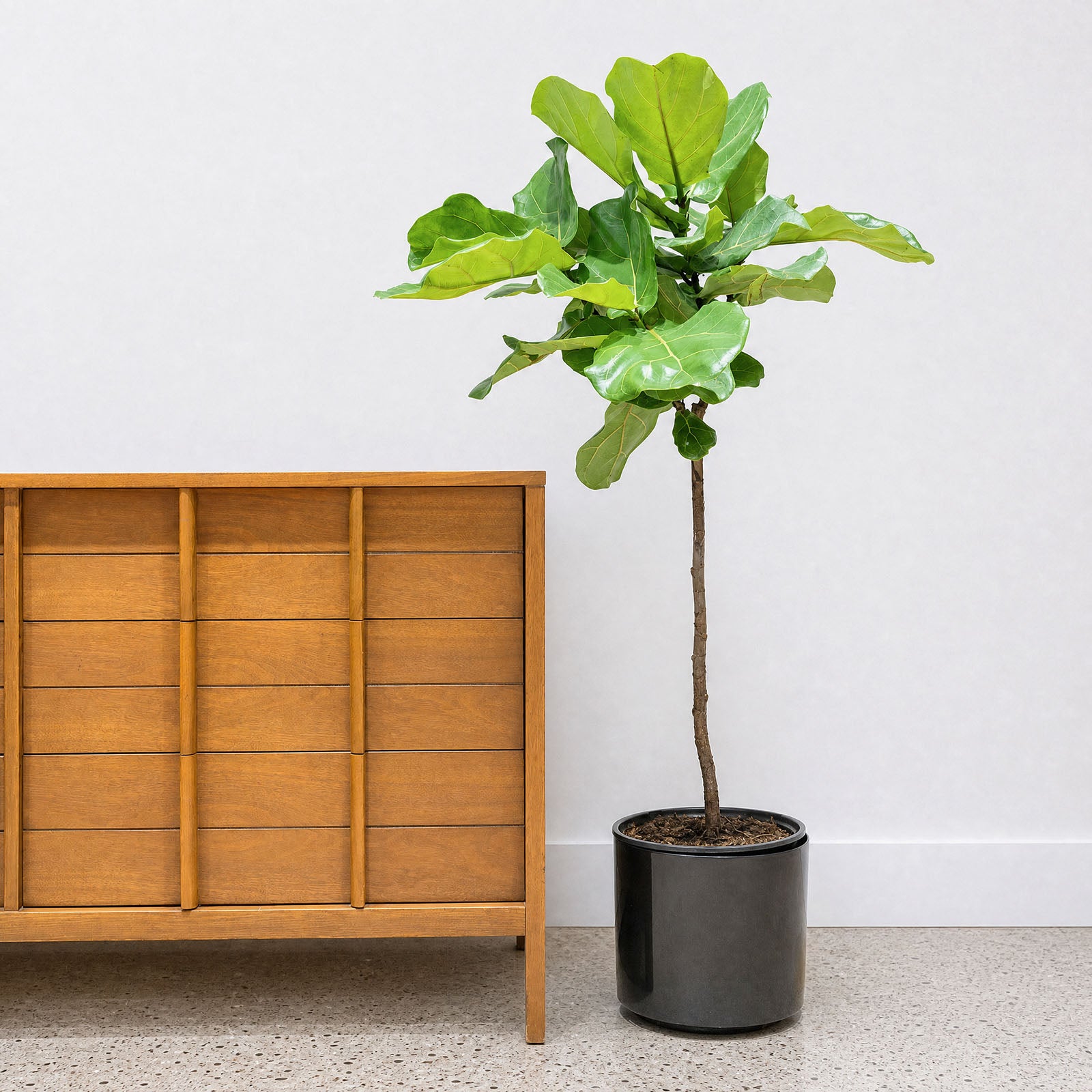Mid Century Planter - House Plants Delivery Toronto - JOMO Studio