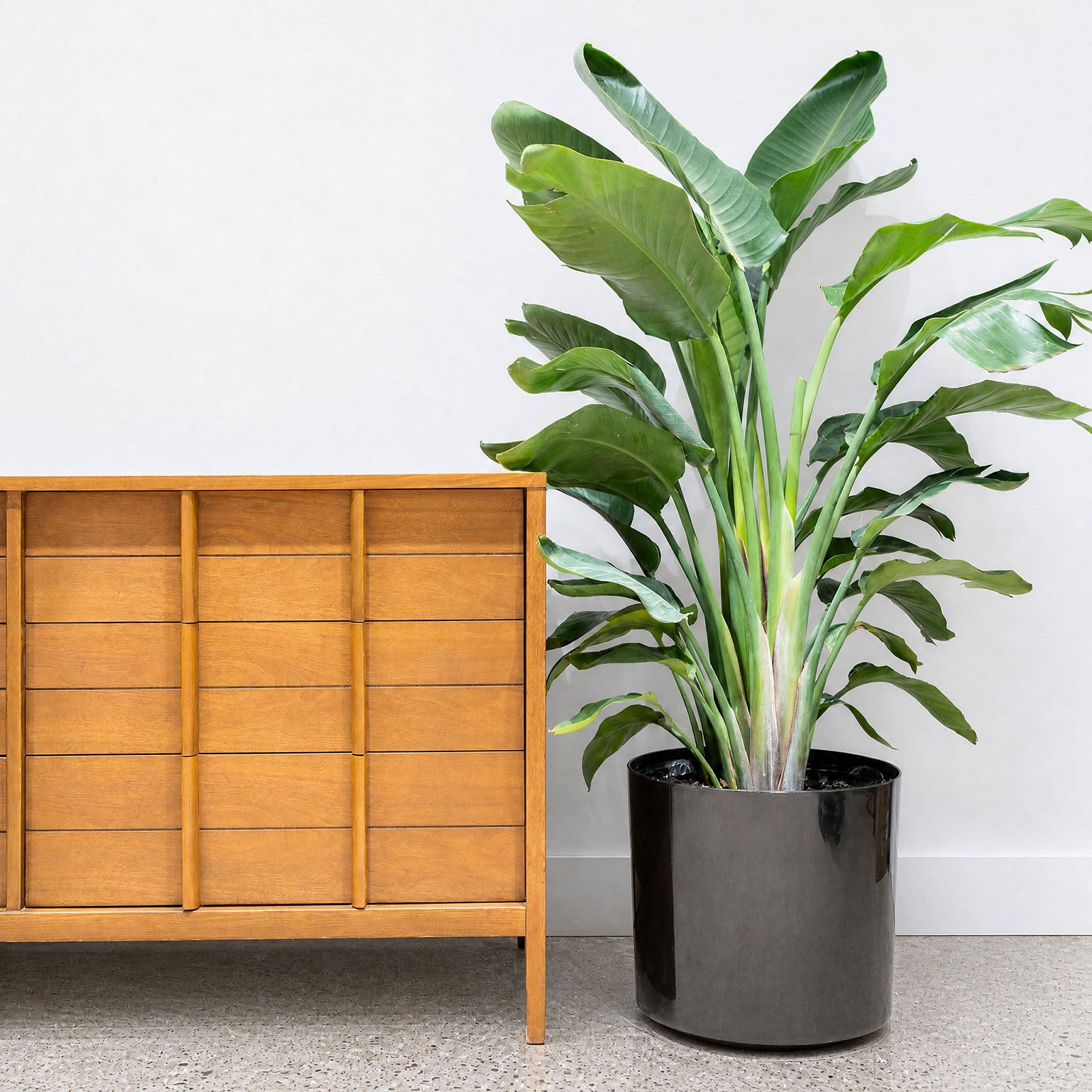 Mid Century Planter - House Plants Delivery Toronto - JOMO Studio