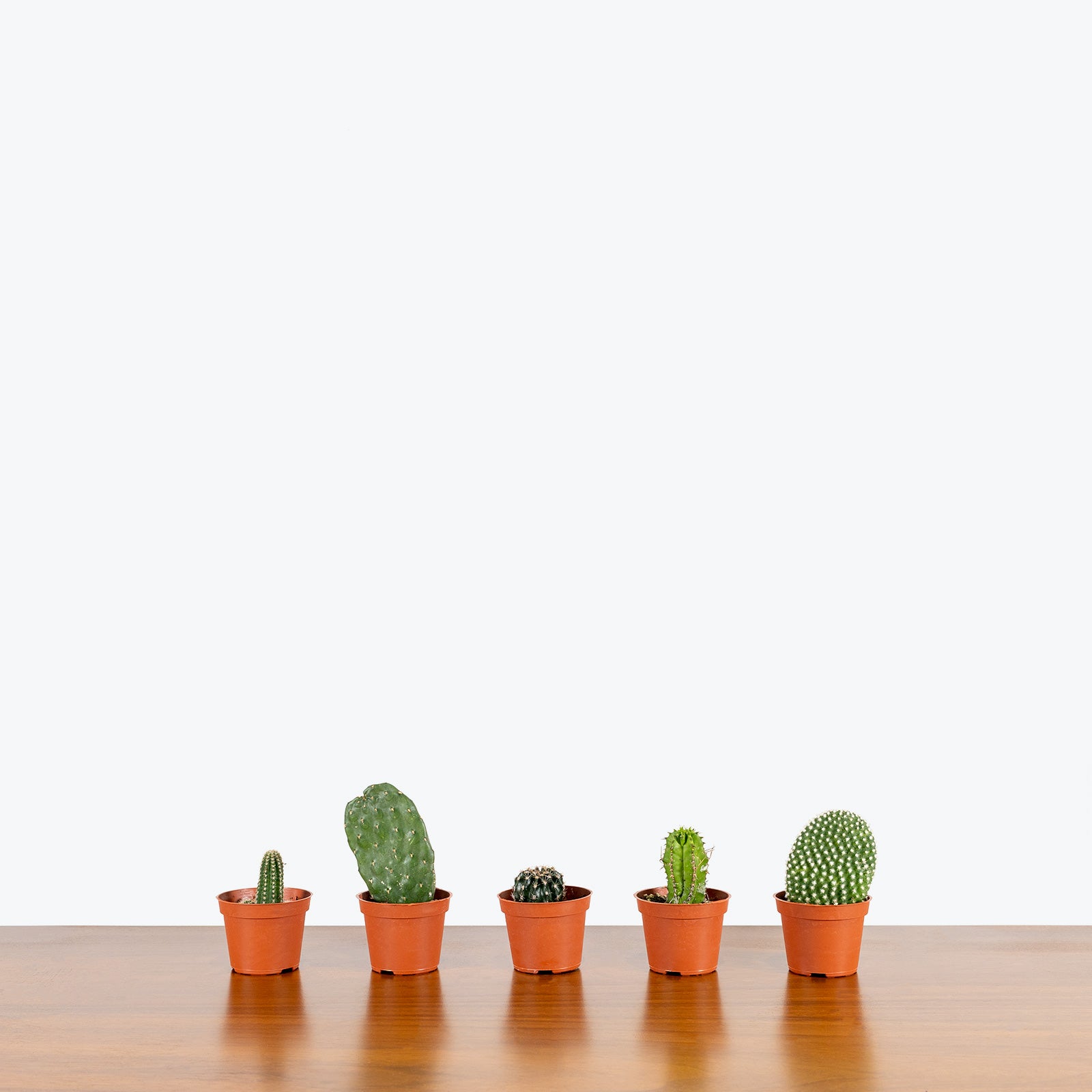 Mini Cactus Mystery Box - House Plants Delivery Toronto - JOMO Studio