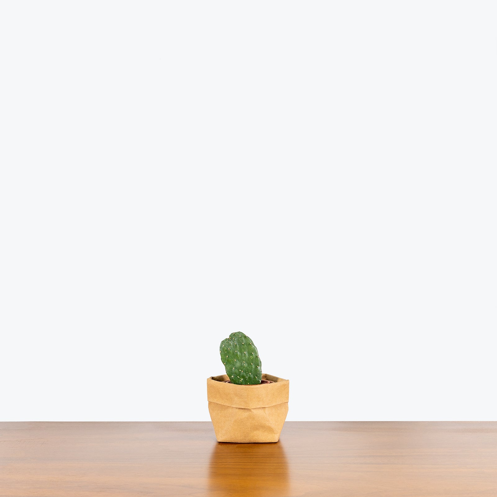 Mini Cactus Mystery Box - House Plants Delivery Toronto - JOMO Studio