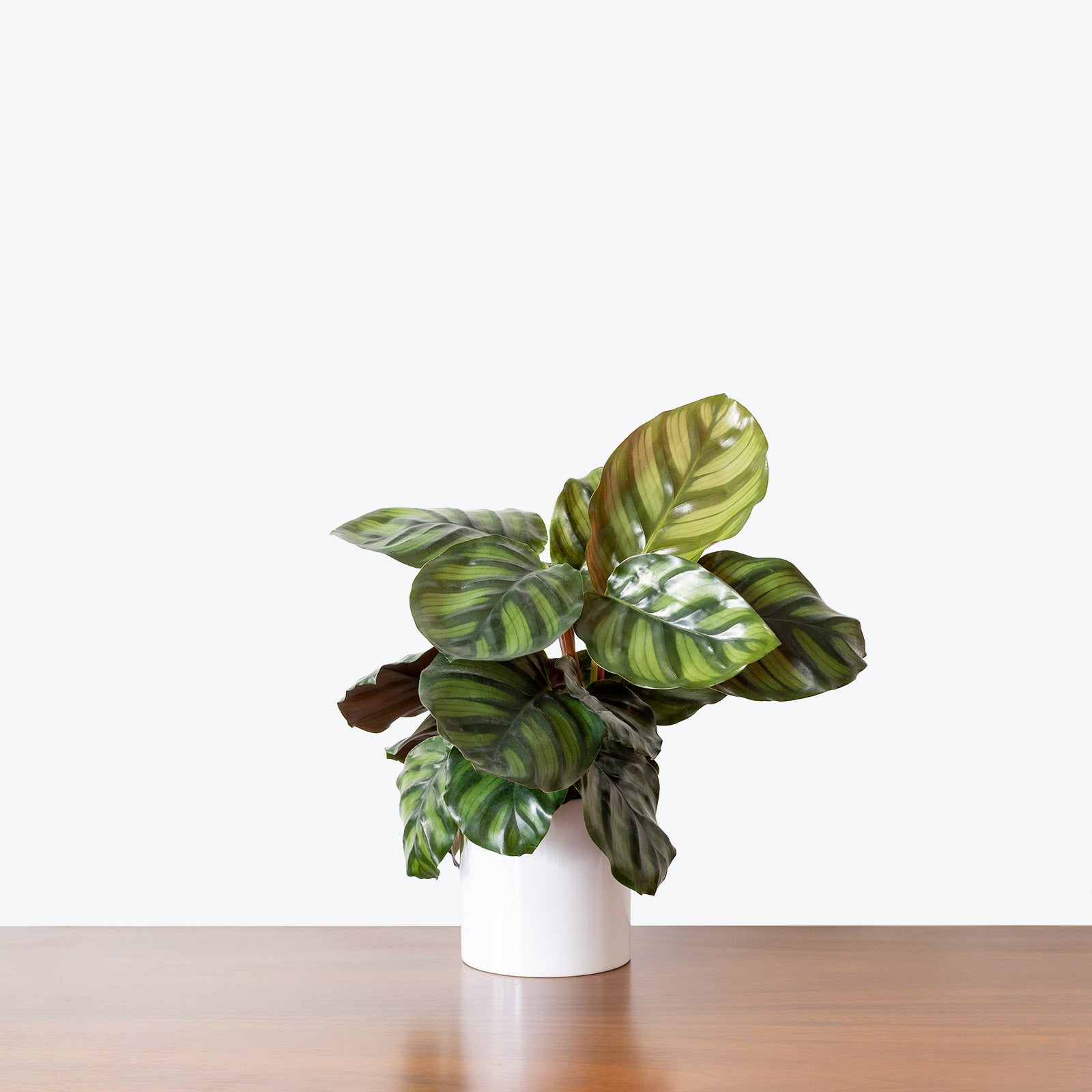 Minimalist Circular Planter - House Plants Delivery Toronto - JOMO Studio