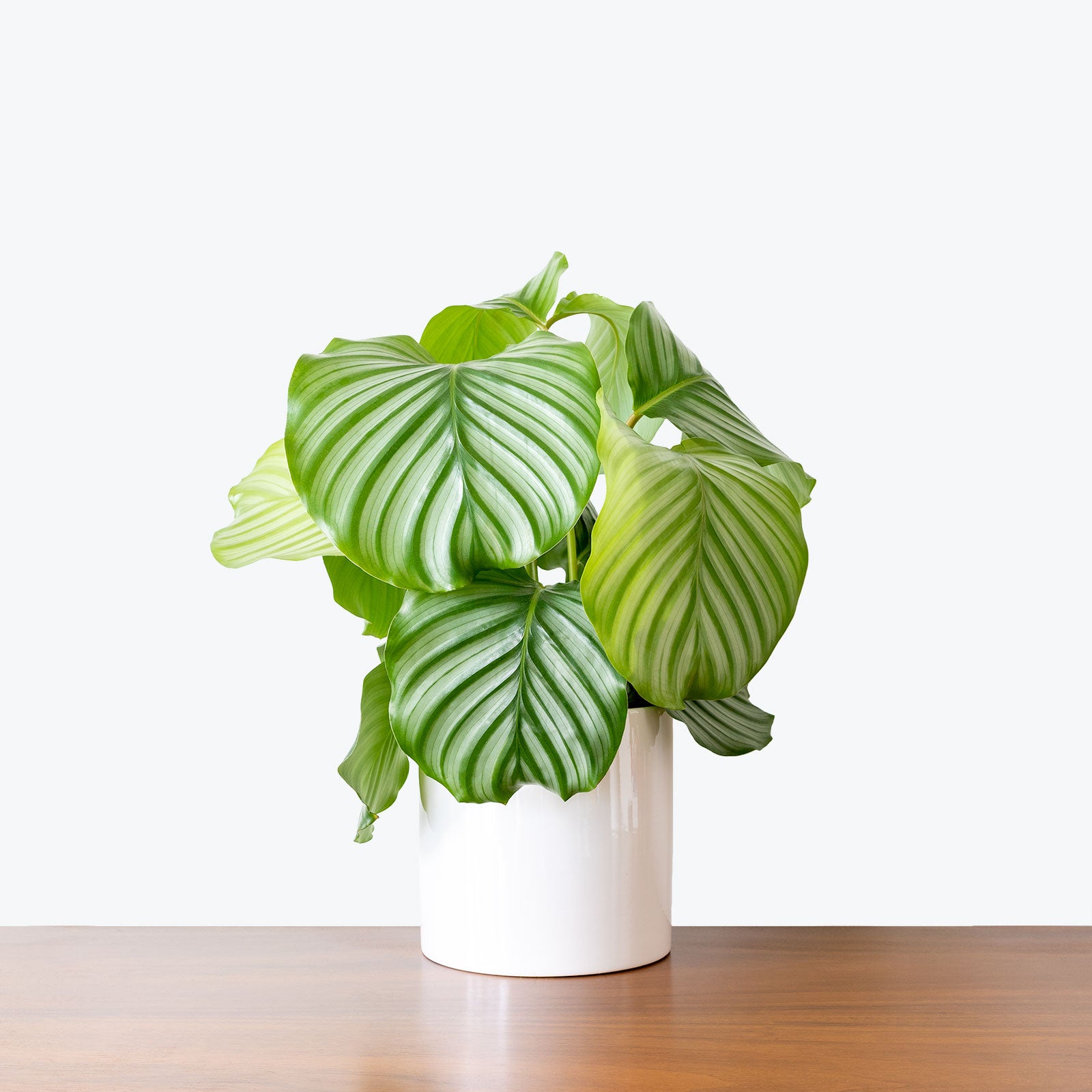 Minimalist Circular Planter - House Plants Delivery Toronto - JOMO Studio