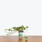 Mint Kolibri Ivy — 4" Pot