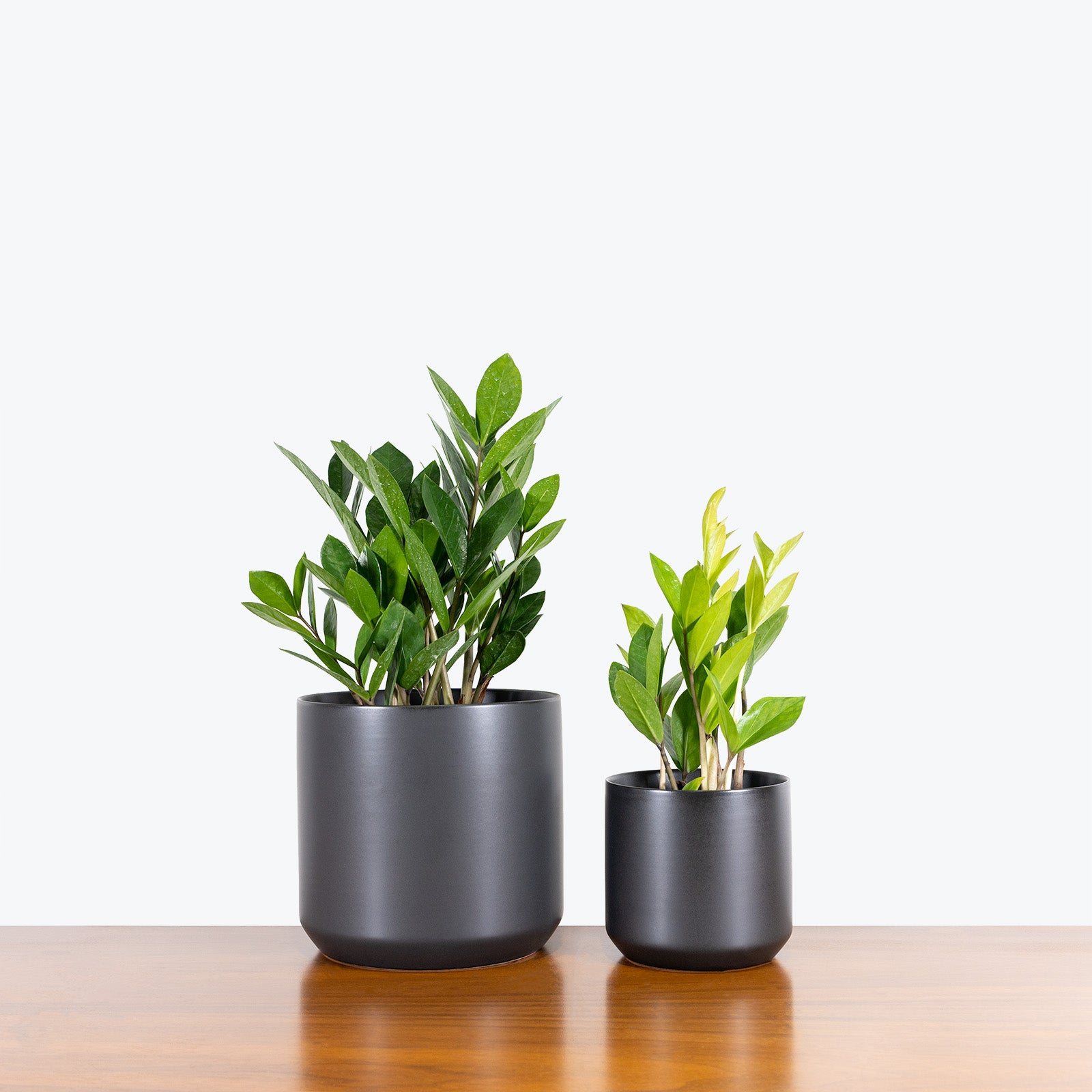 Modern Black Ceramic Planter - House Plants Delivery Toronto - JOMO Studio