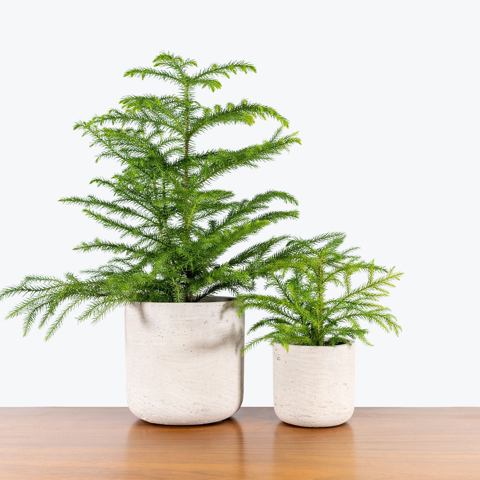 Modern Concrete Planter - House Plants Delivery Toronto - JOMO Studio