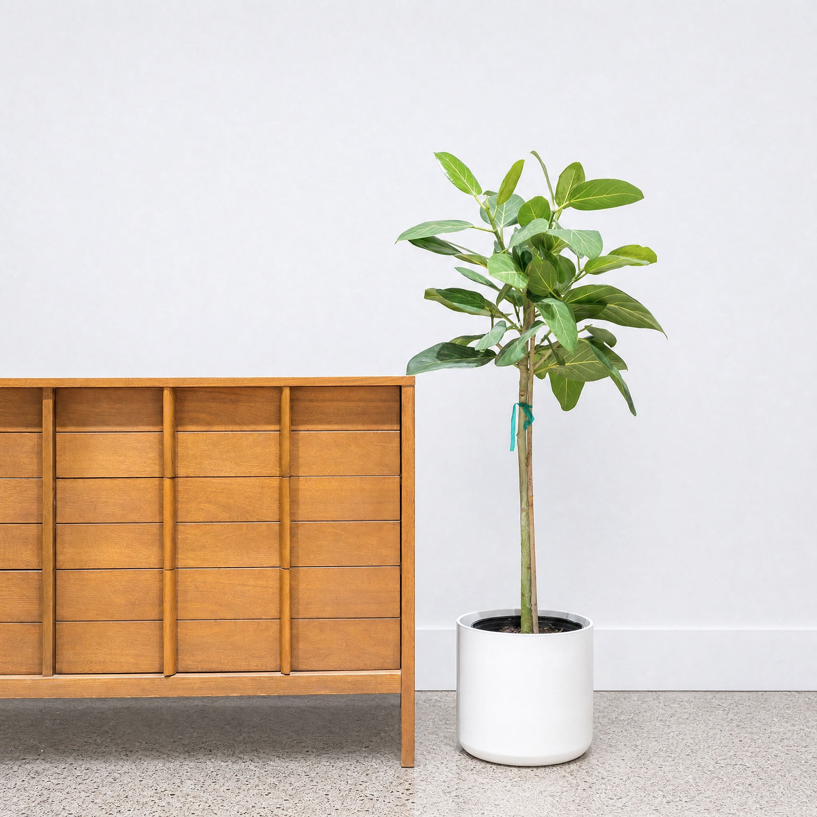 Modern White Ceramic Planter - House Plants Delivery Toronto - JOMO Studio