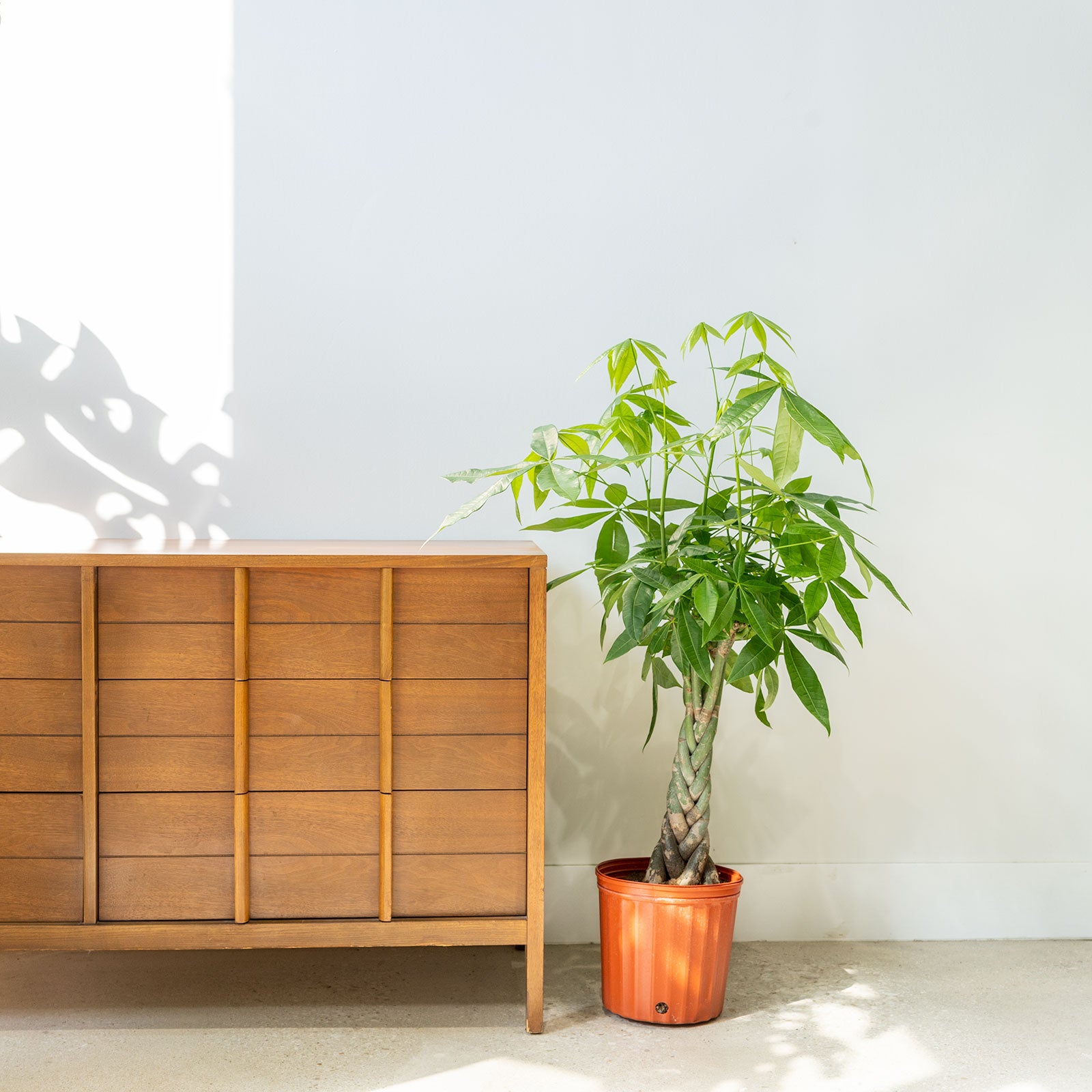 Money Tree | Pachira Aquatica | Care Guide and Pro Tips - Delivery from Toronto across Canada - JOMO Studio