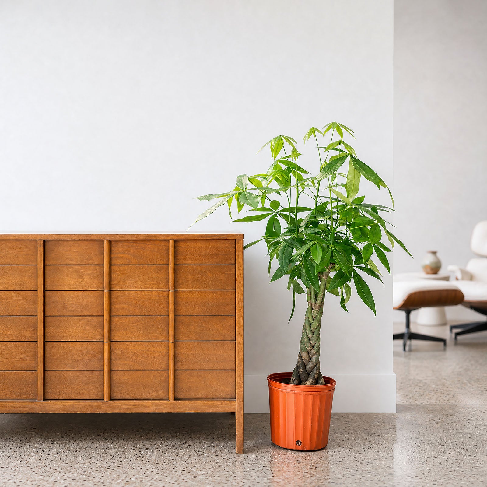 Money Tree | Pachira Aquatica | Care Guide and Pro Tips - Delivery from Toronto across Canada - JOMO Studio