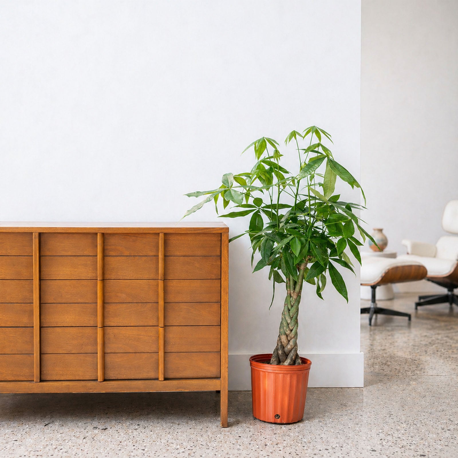 Money Tree | Pachira Aquatica | Care Guide and Pro Tips - Delivery from Toronto across Canada - JOMO Studio