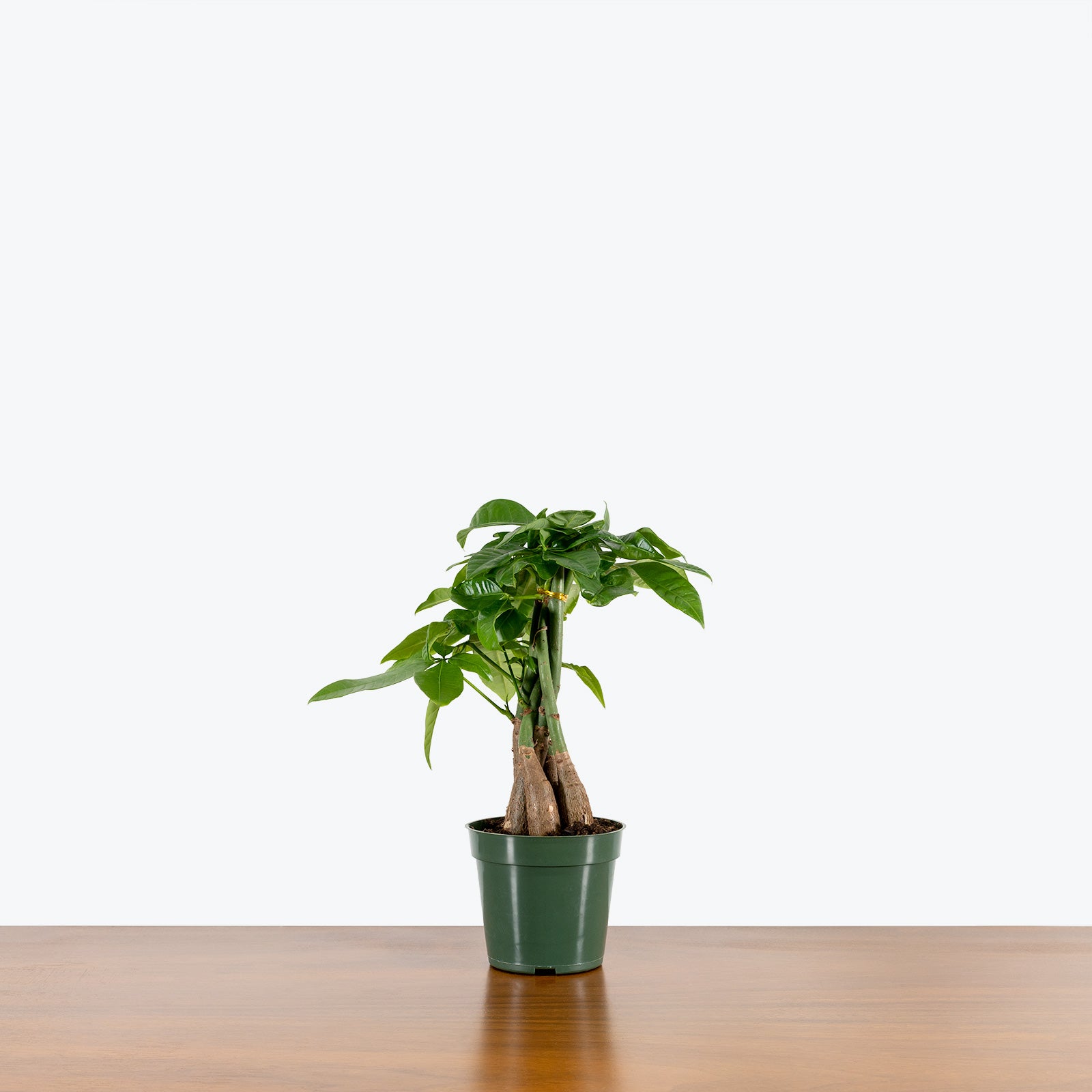 Money Tree | Pachira Aquatica | Care Guide and Pro Tips - Delivery from Toronto across Canada - JOMO Studio