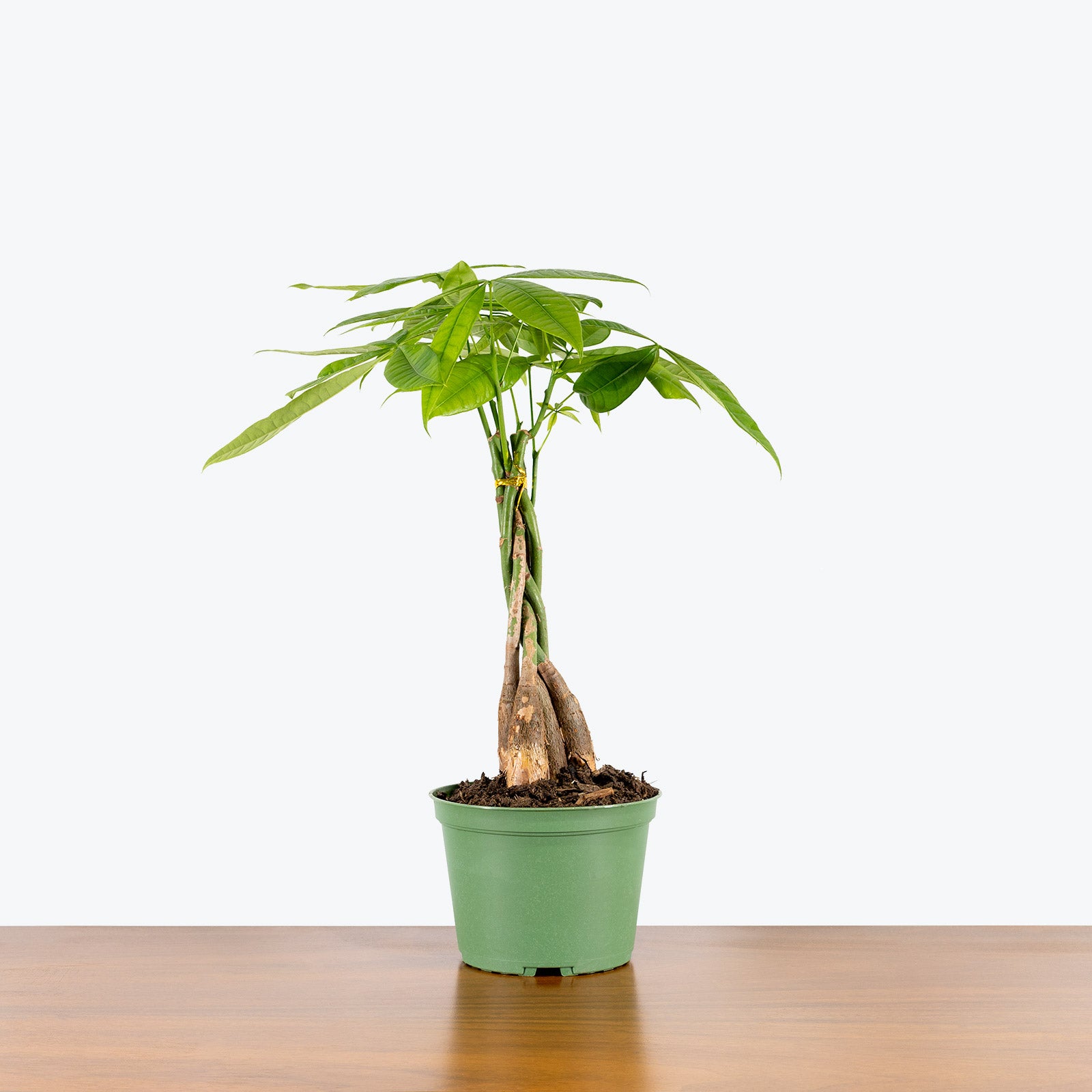 Money Tree | Pachira Aquatica | Care Guide and Pro Tips - Delivery from Toronto across Canada - JOMO Studio